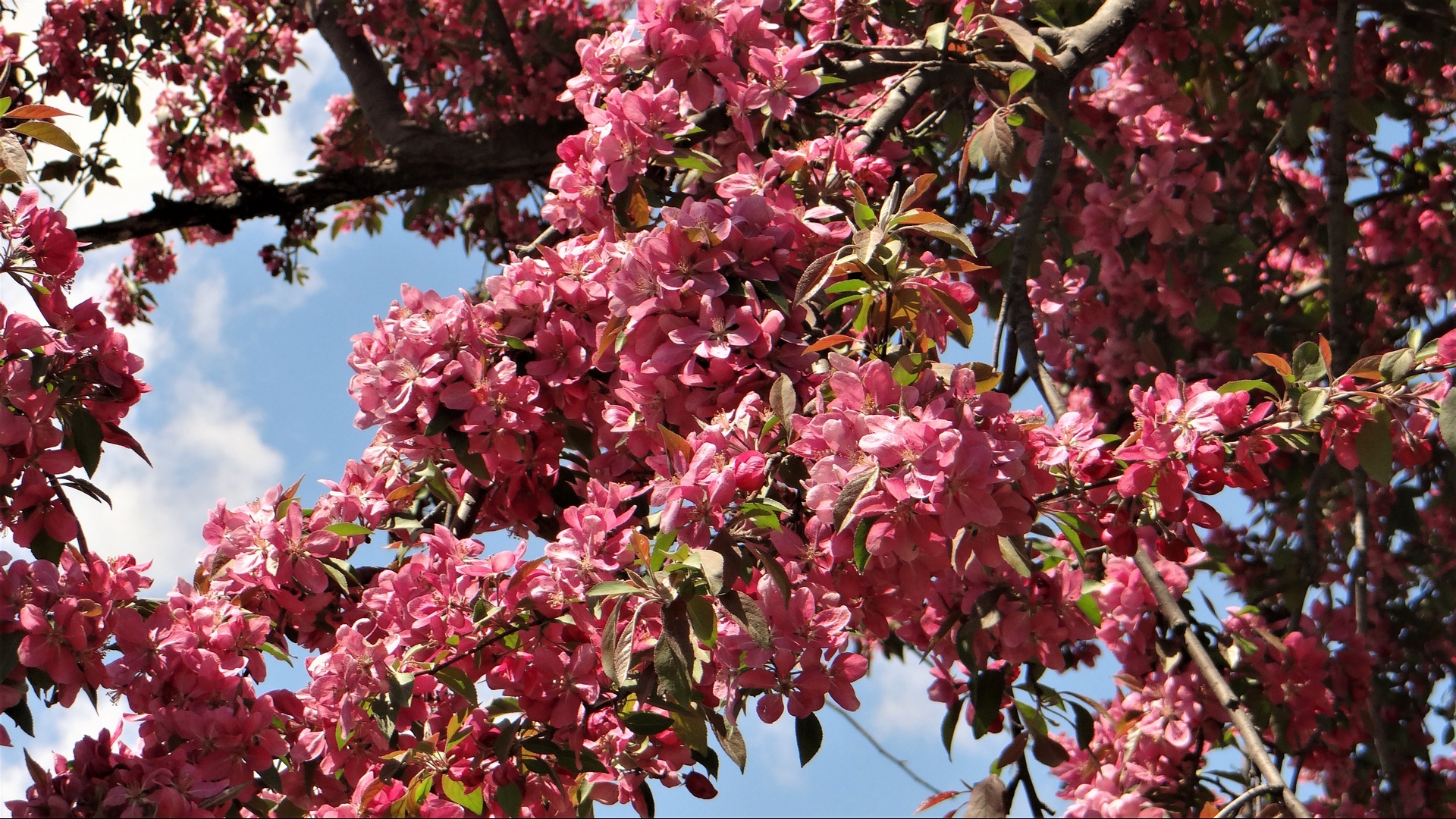flowers, trees, lilacs, pink, HD Wallpaper