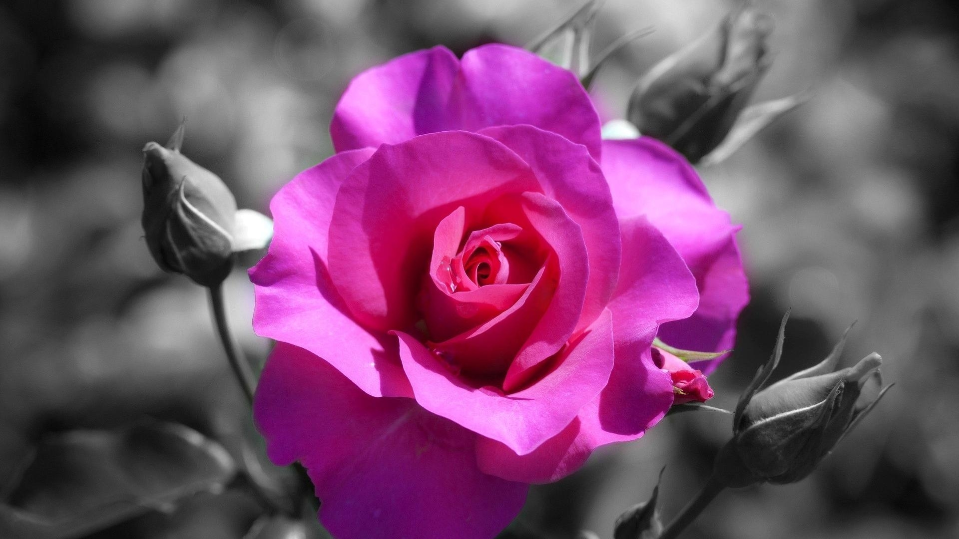 coloring, splash, rose, flowers, nature, drops, petals, pink, HD Wallpaper