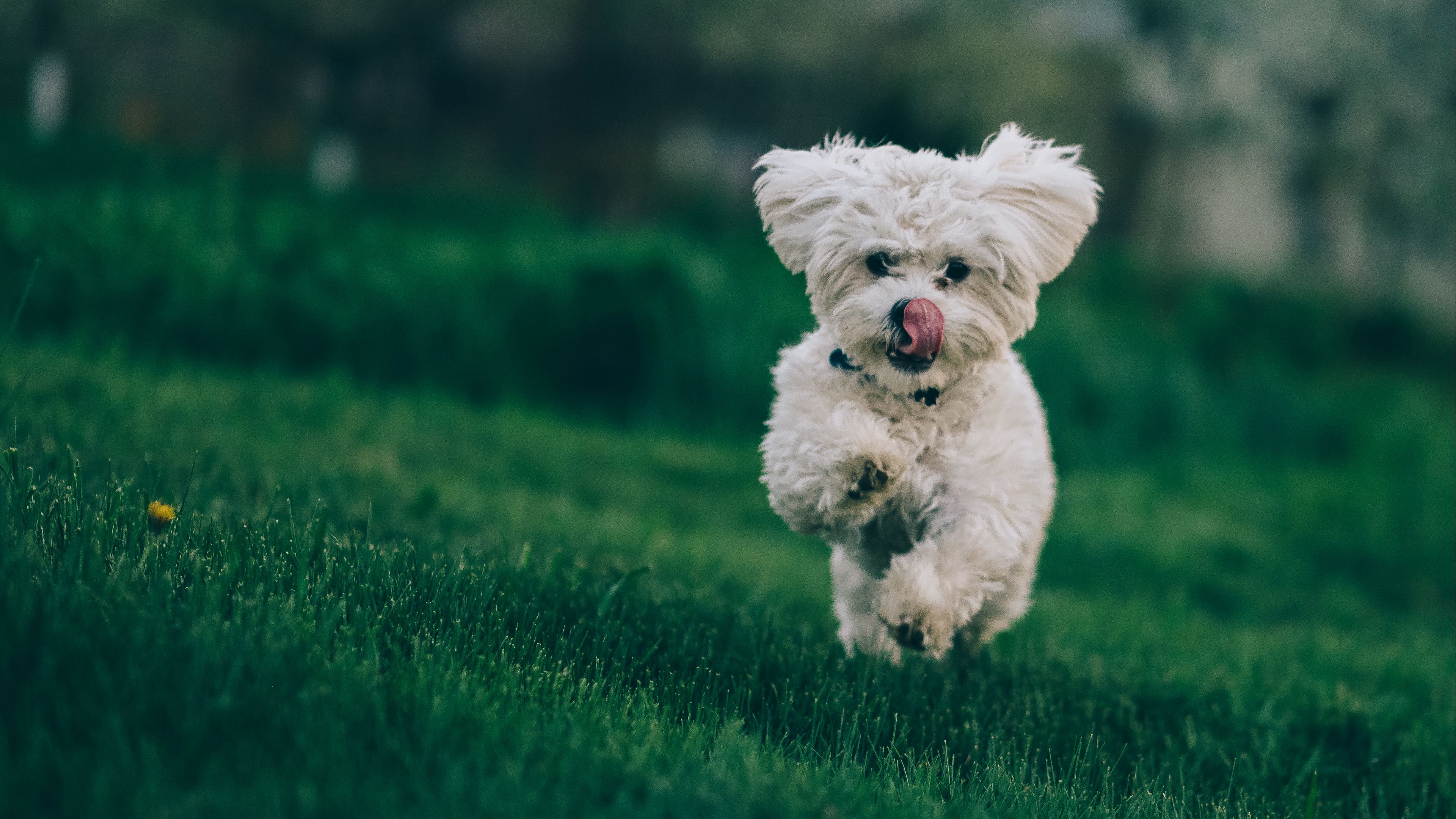 bichon frise, dog, running, grass, 4k, HD Wallpaper