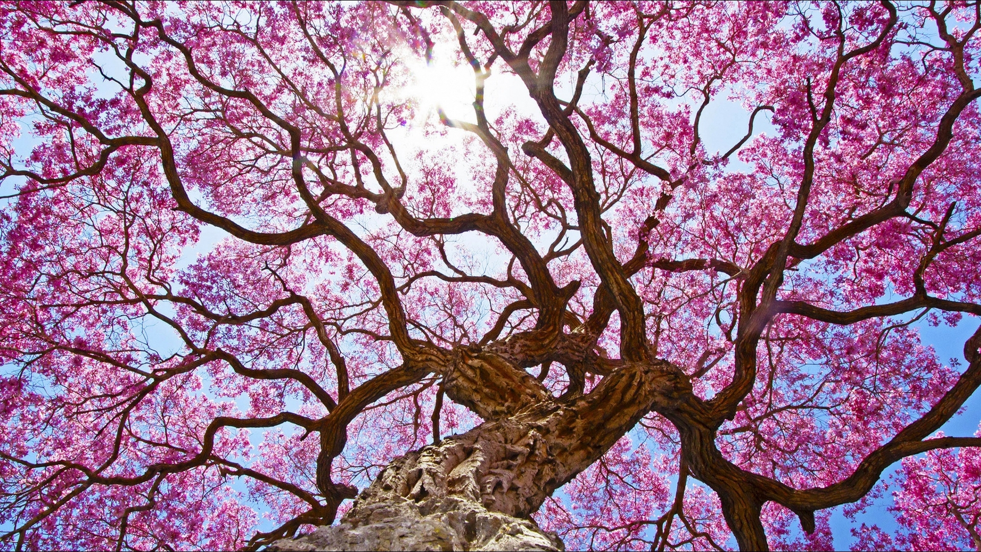 sakura, tree, blossom, texture, flower, spring, pink, HD Wallpaper
