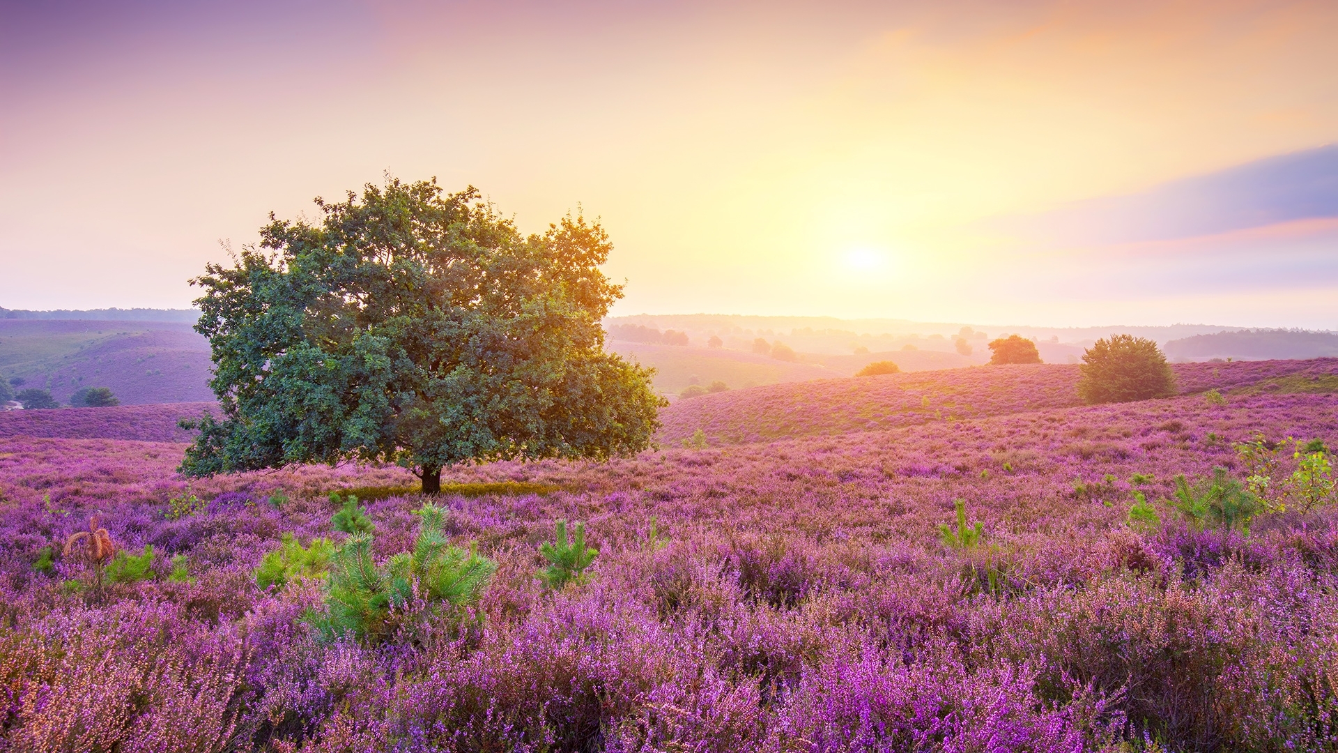 pretty, beautiful, spring, sky, mist, tree, wildflowers, morning, meadow, HD Wallpaper