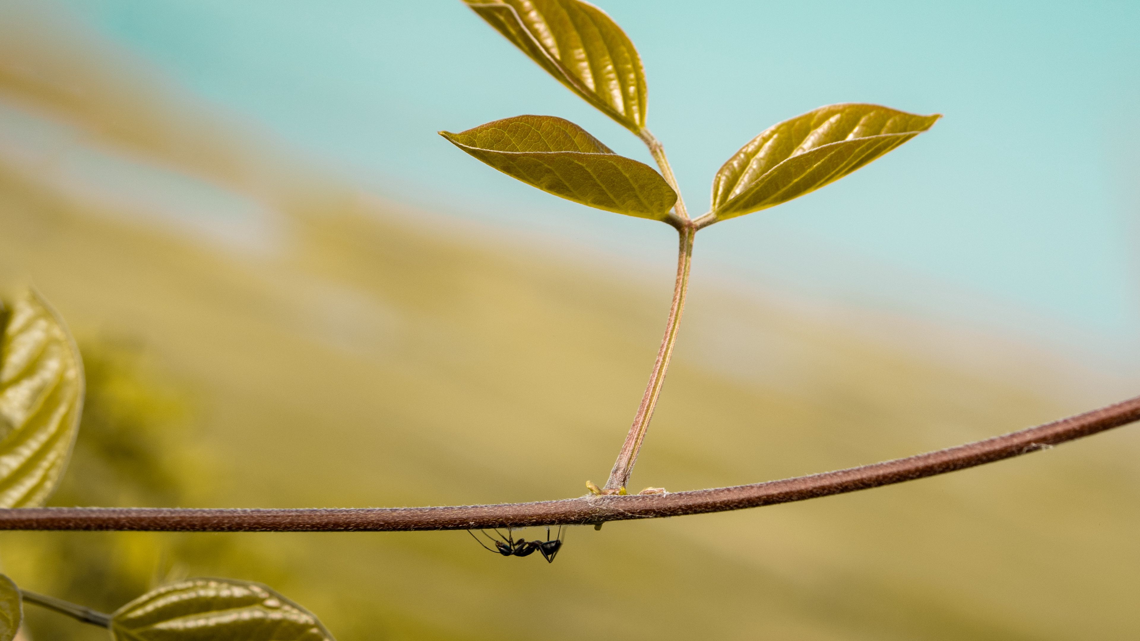 leaf, ant, plant, macro, 4k, HD Wallpaper