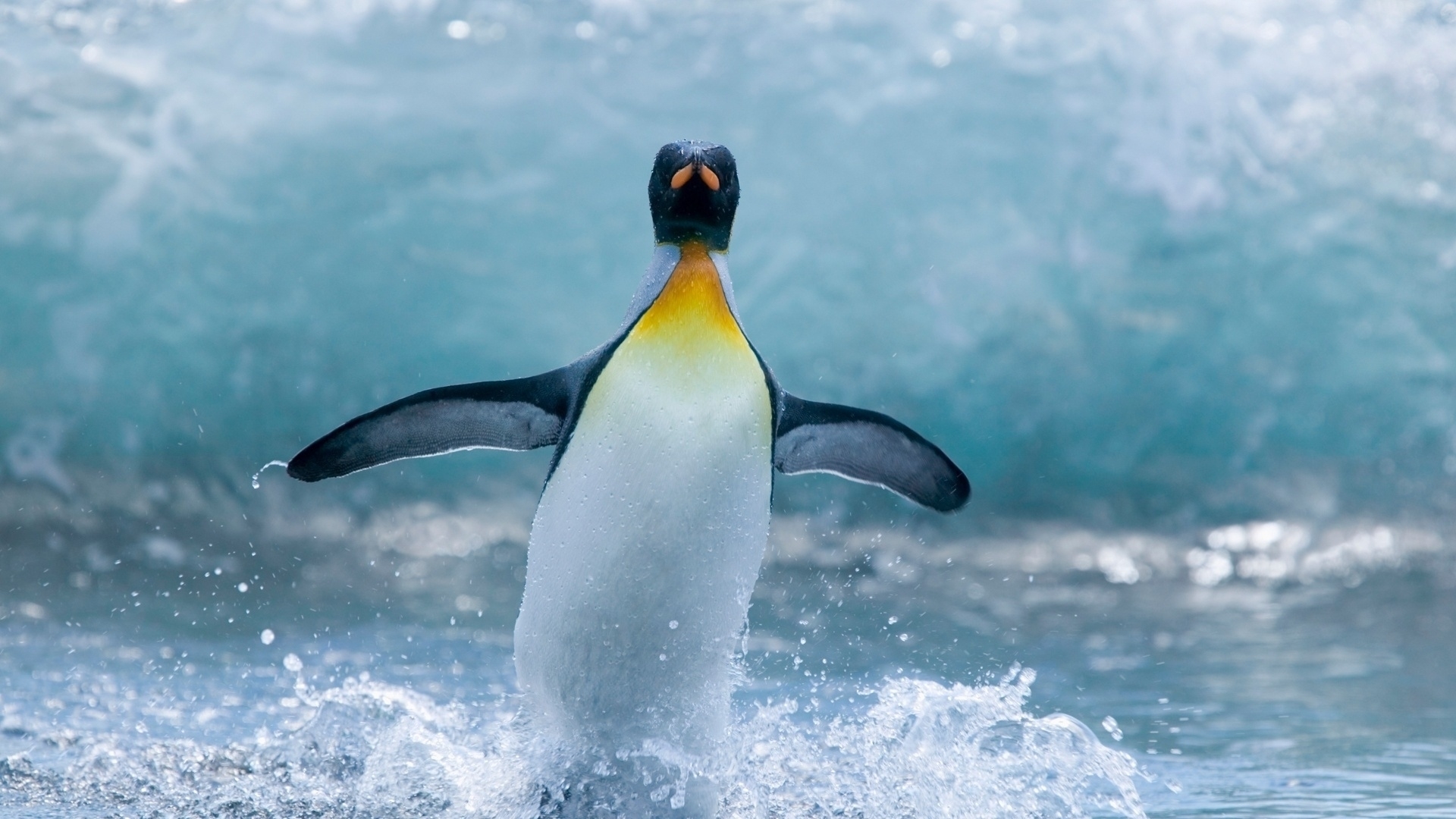 bird, wave, ocean, penguin, HD Wallpaper