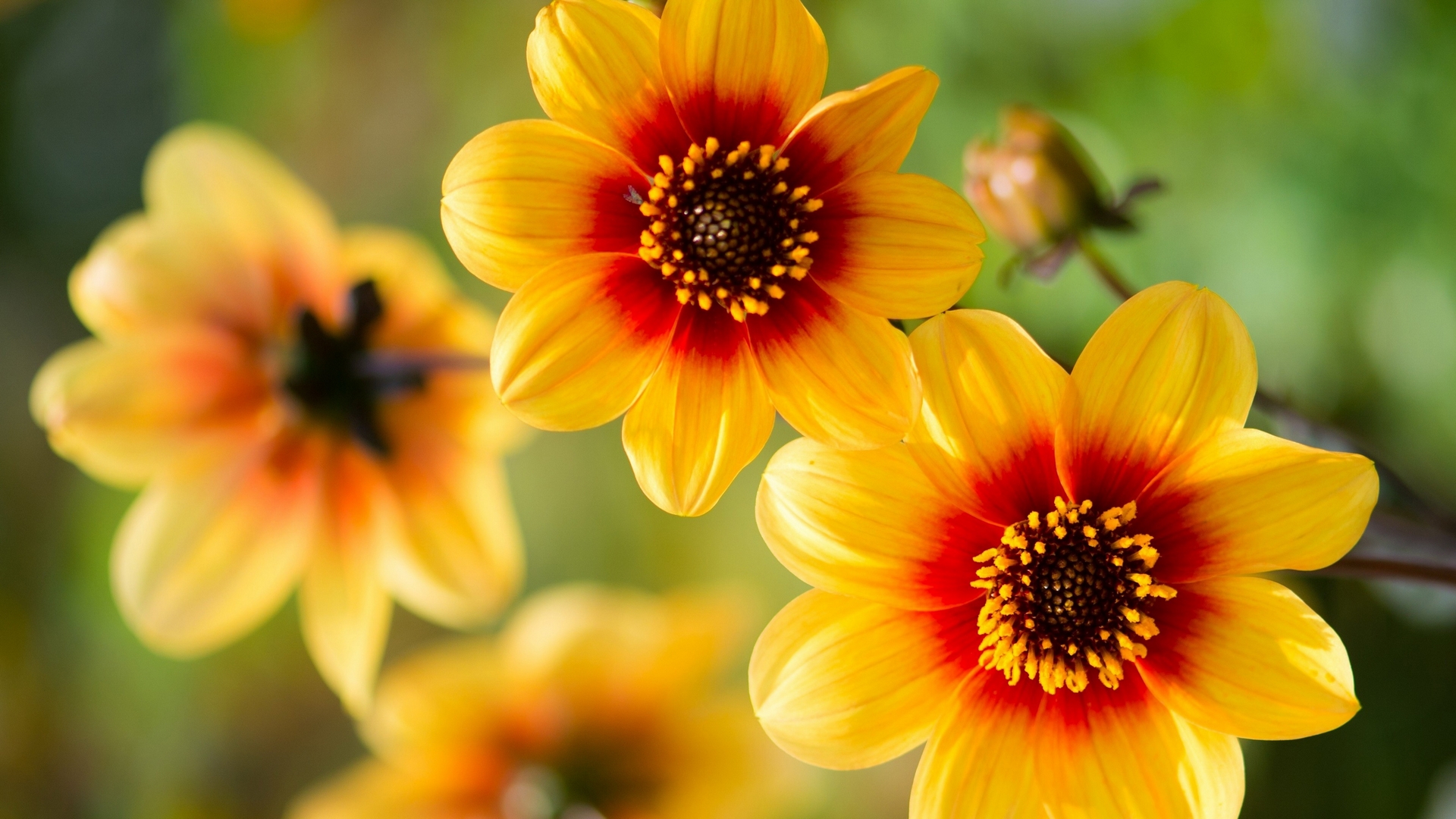 yellow, red, amazing, flowers, HD Wallpaper