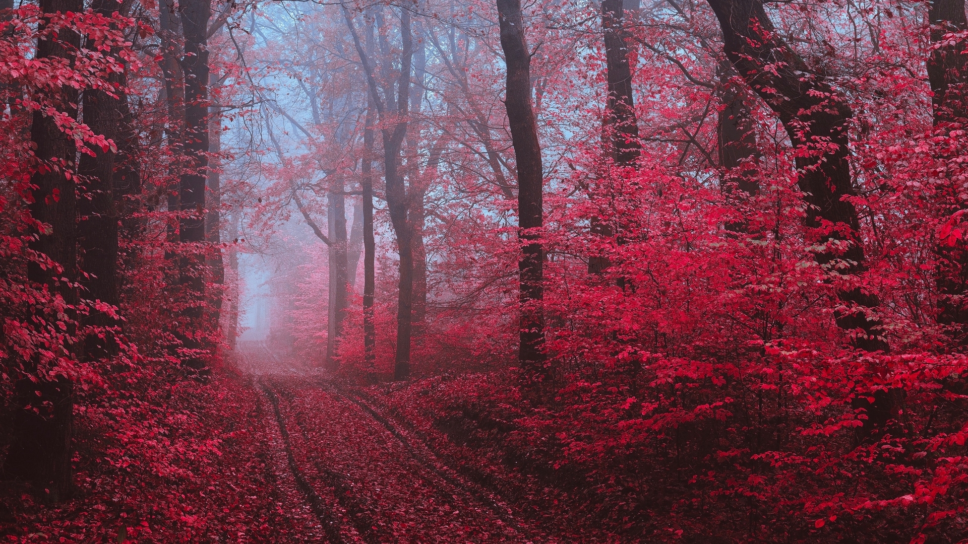path, forest, trees, fog, HD Wallpaper