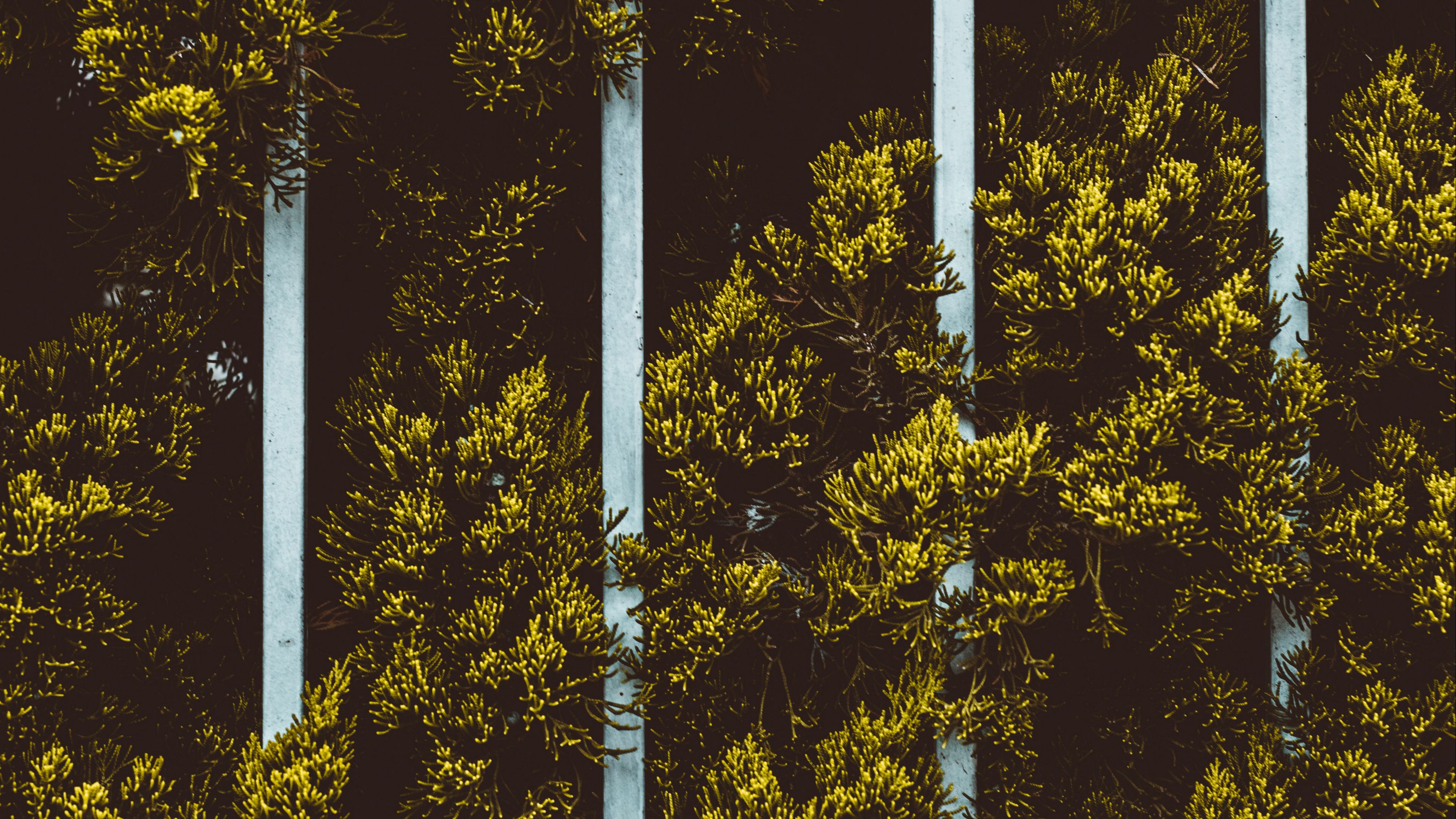plant, leaves, fence, green, 4k, HD Wallpaper