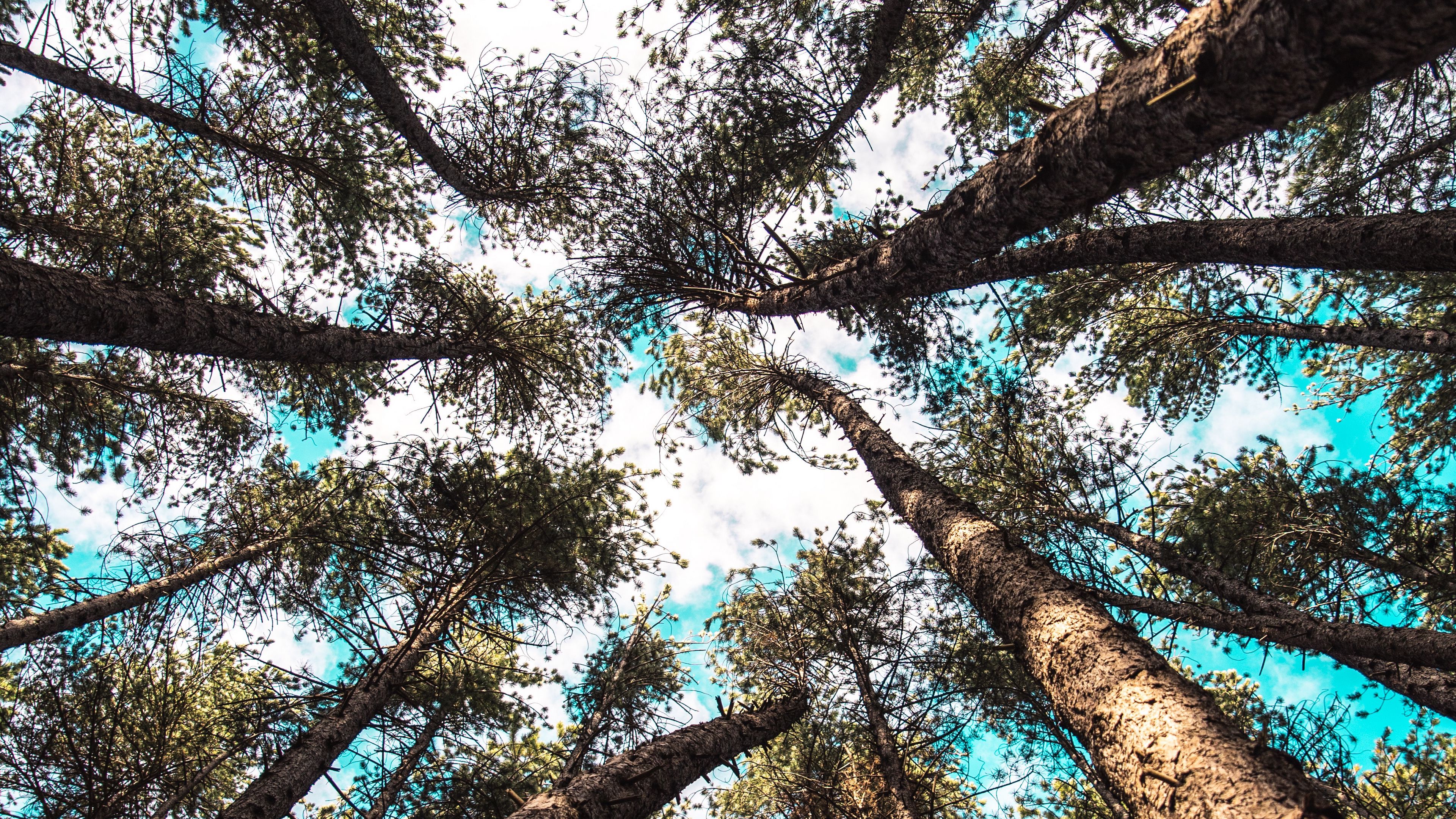 trees, tops, bottom view, sky, branches, 4k, HD Wallpaper