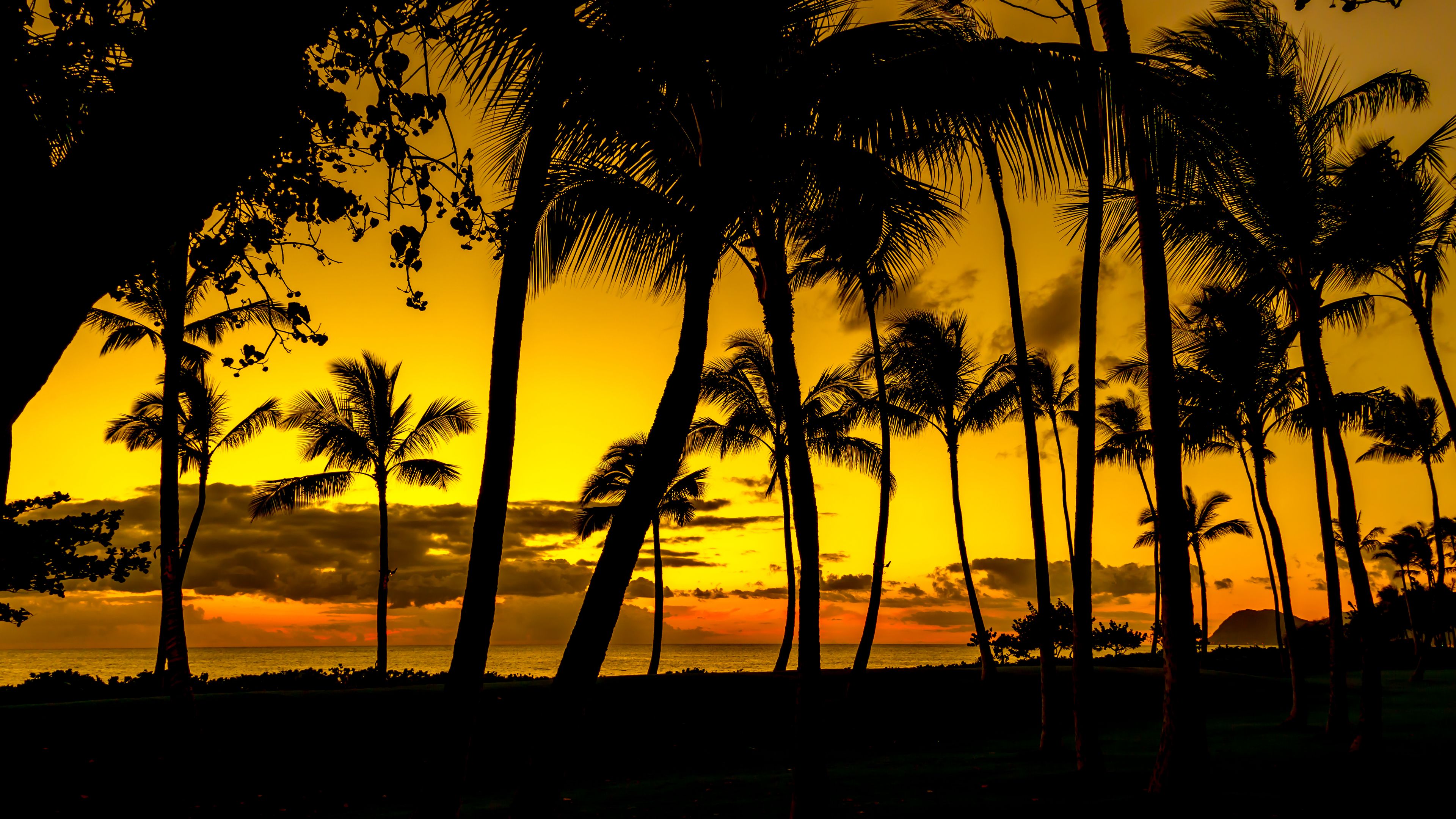 palms, sunset, tropics, shore, dark, 4k, HD Wallpaper