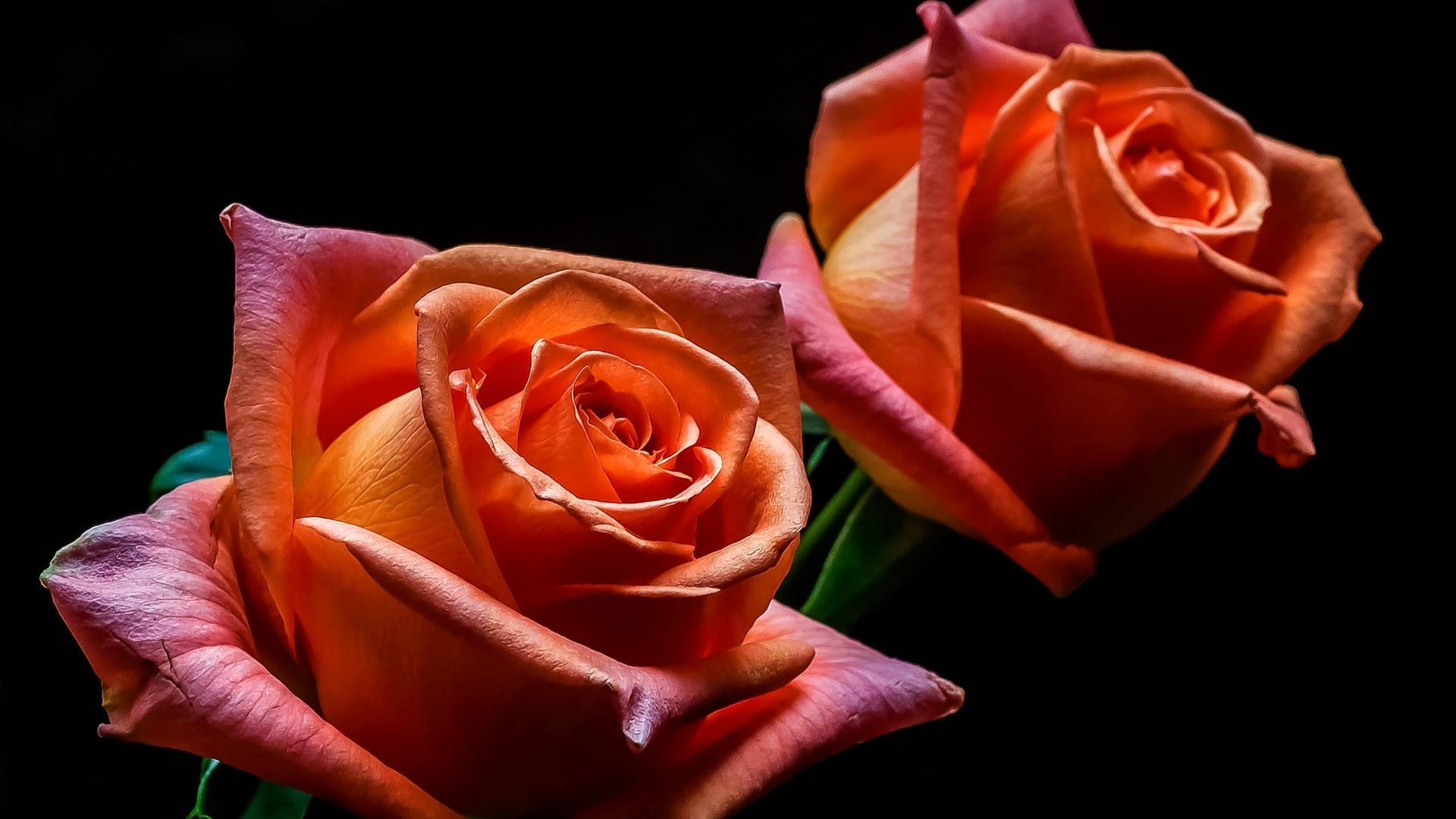 roses, flowers, orange, nature, HD Wallpaper
