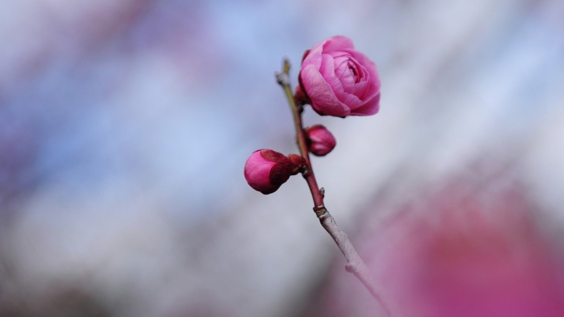 flower, photo, rose, nature, HD Wallpaper