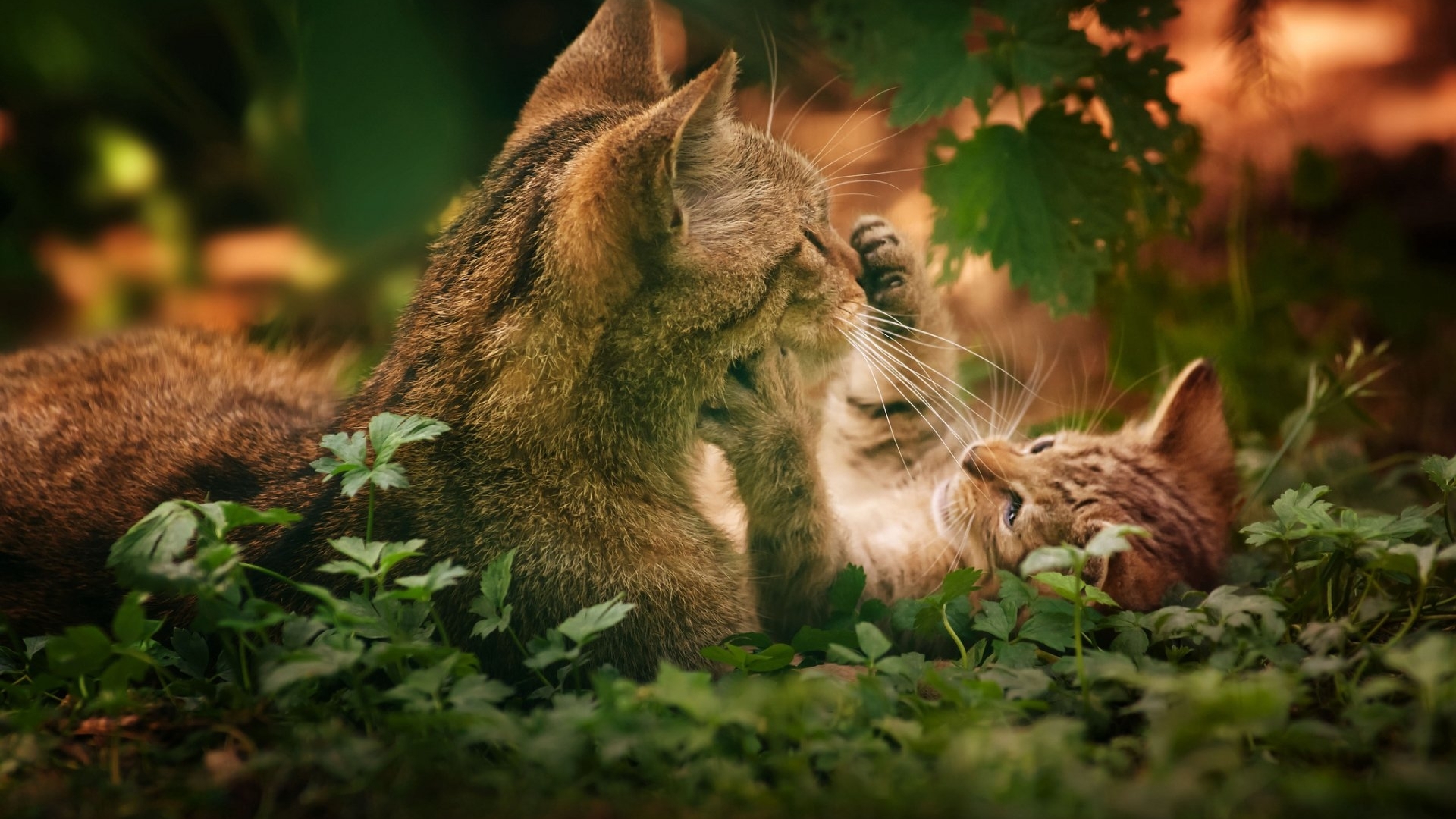 playing, kitten, cats, animals, mom, HD Wallpaper