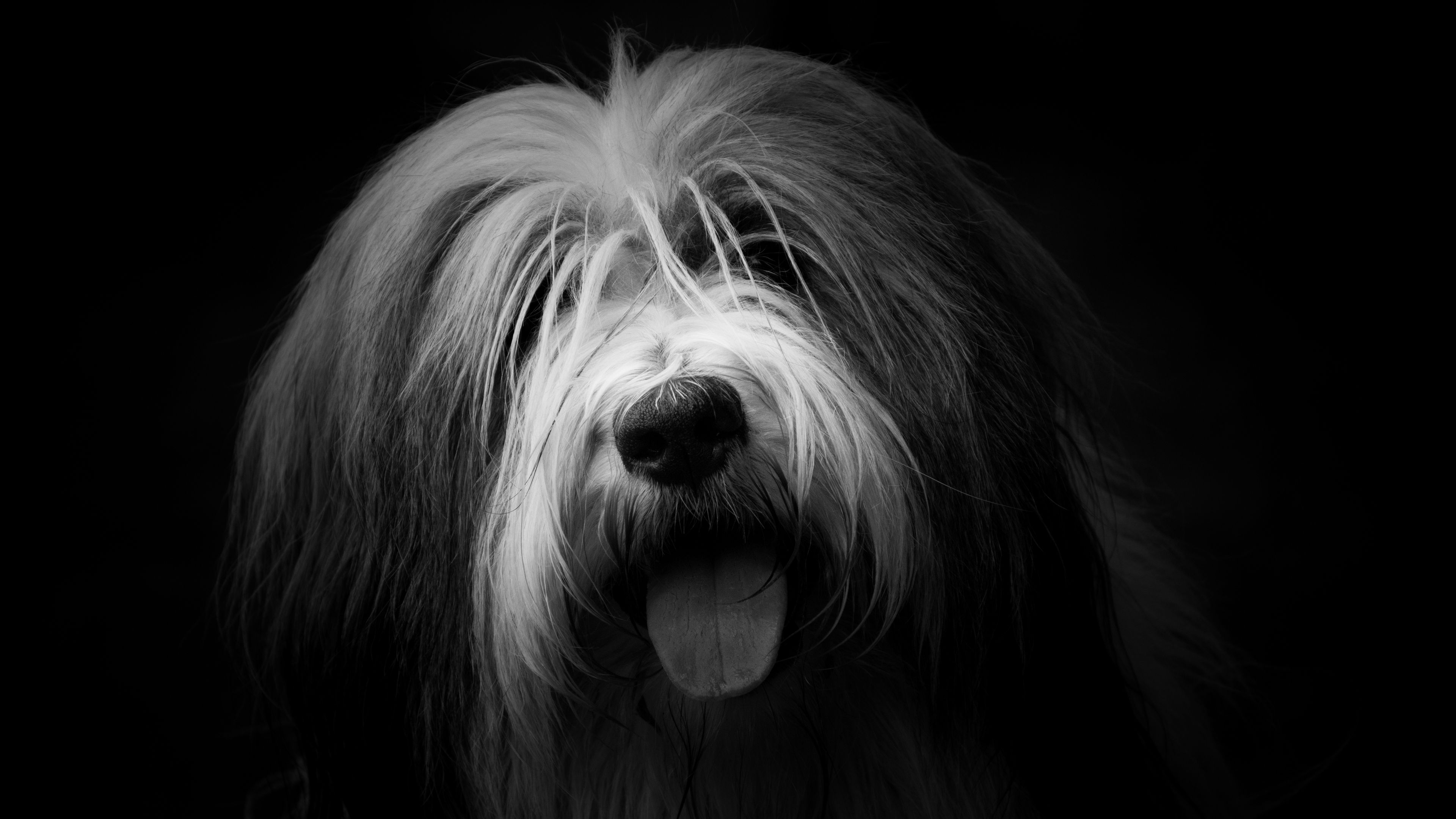 dog, protruding tongue, furry, bw, 4k, HD Wallpaper