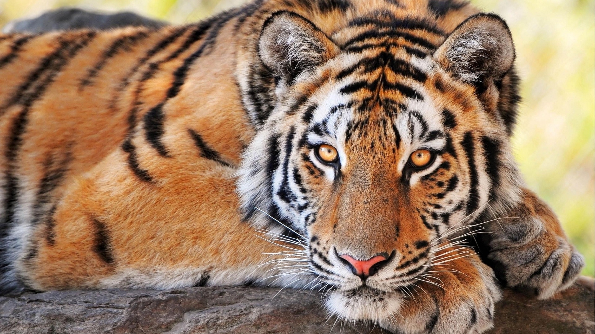 alert, tiger, big cat, beautiful, resting, stripes, HD Wallpaper