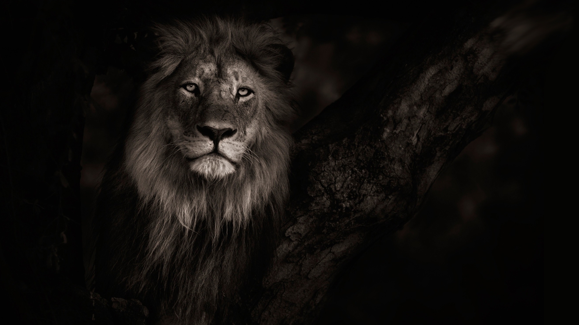 king, royalty, wild, cat, firefox persona theme, lion, HD Wallpaper