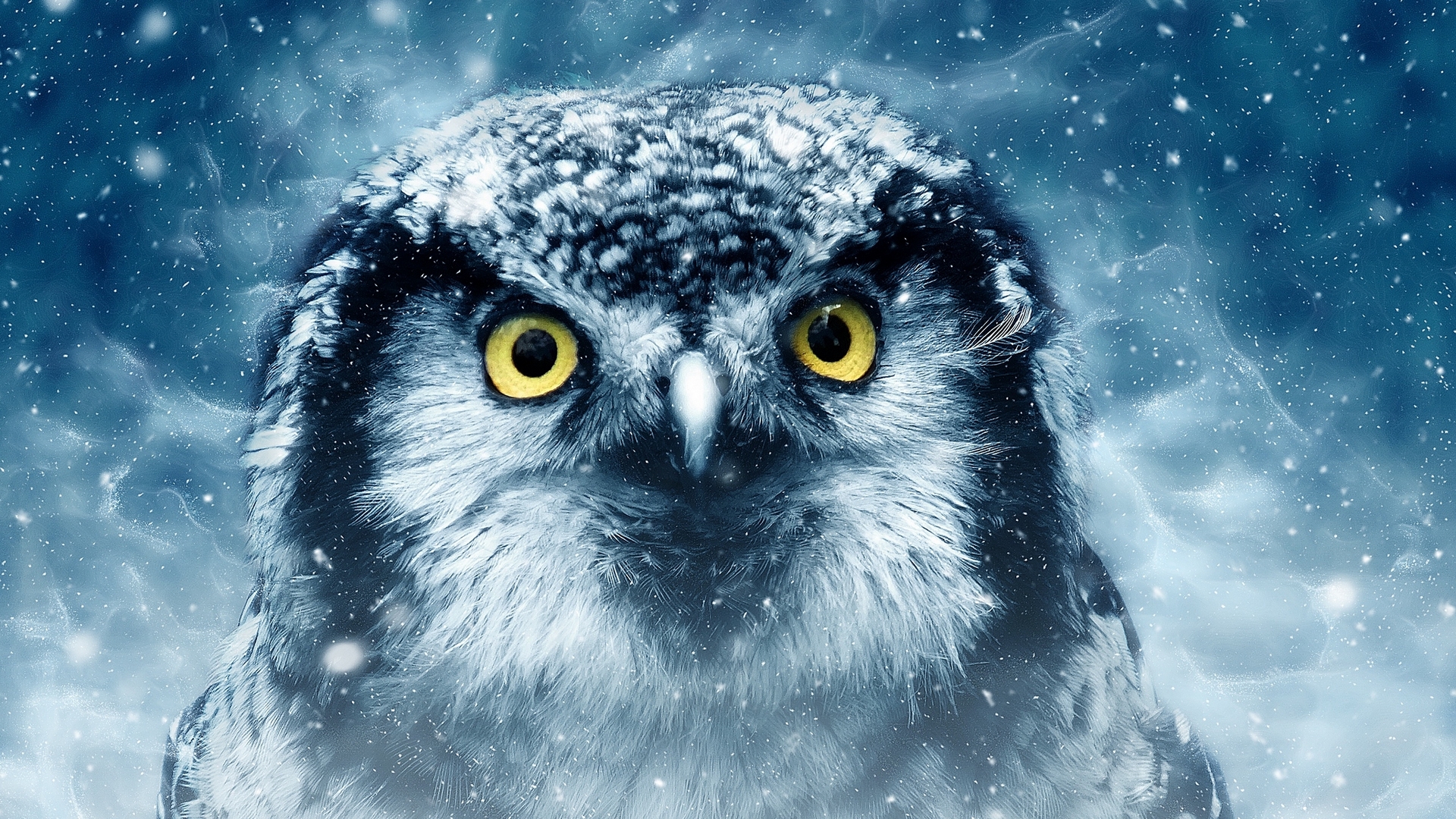 luminos, bird, pasari, ractapopulous, blue, owl, yellow eyes, winter, bufnita, fantasy, white, HD Wallpaper