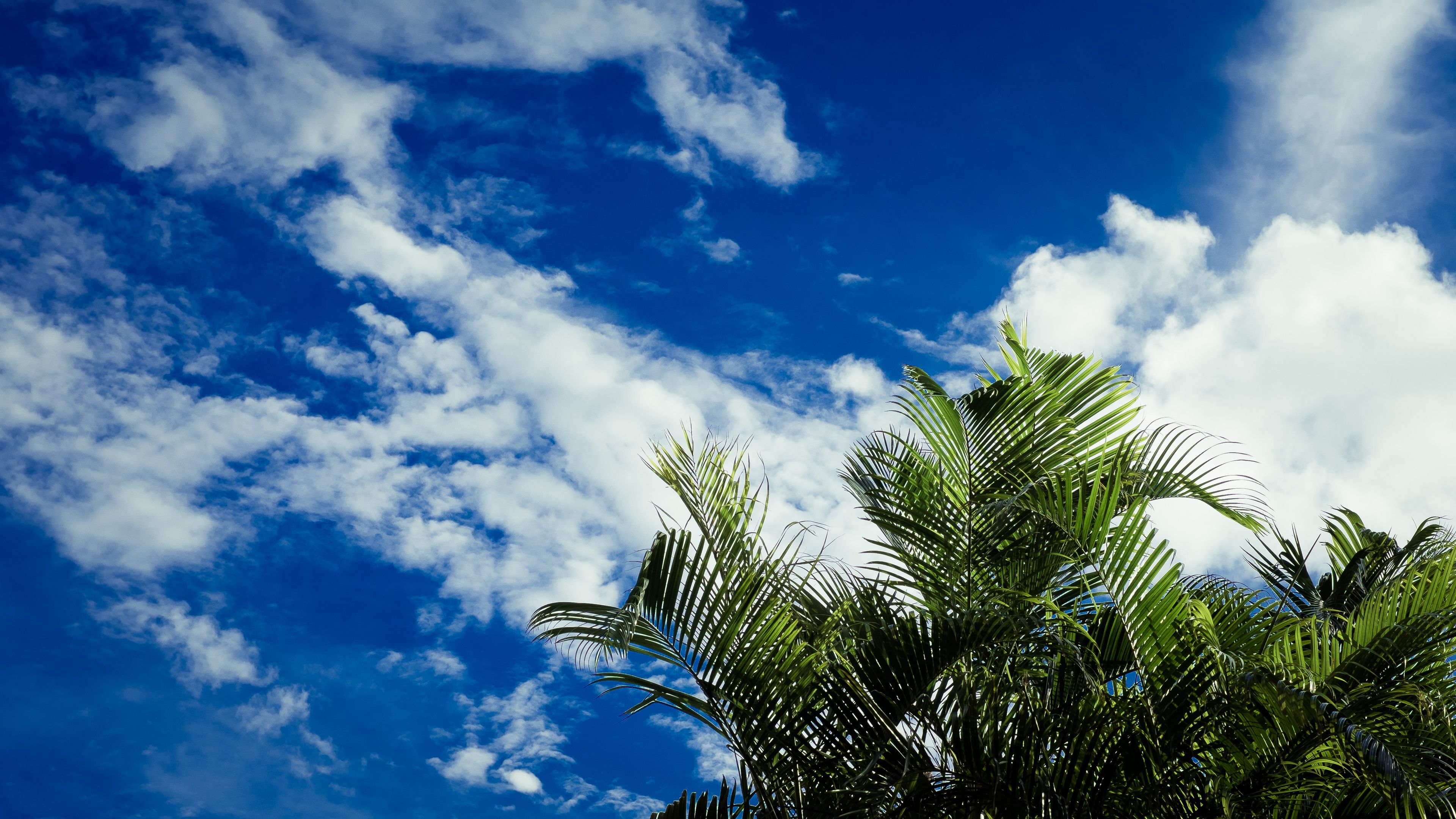 palms, leaves, sky, clouds, tropics, 4k, HD Wallpaper