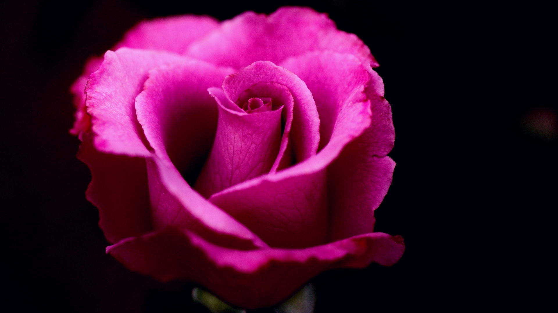 flowers, nature, rose, pink, HD Wallpaper