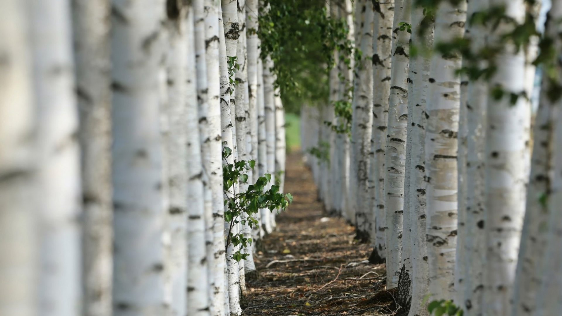 bokeh, macro, birch, nature, alley, HD Wallpaper