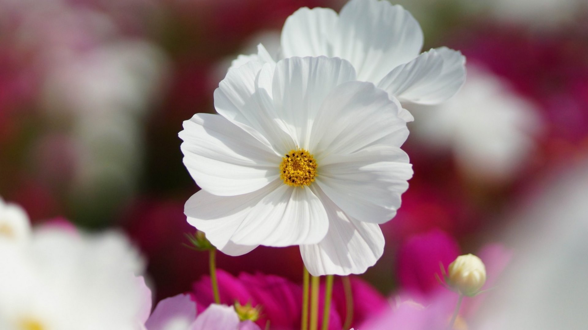 tree, nature, flower, leaf, HD Wallpaper