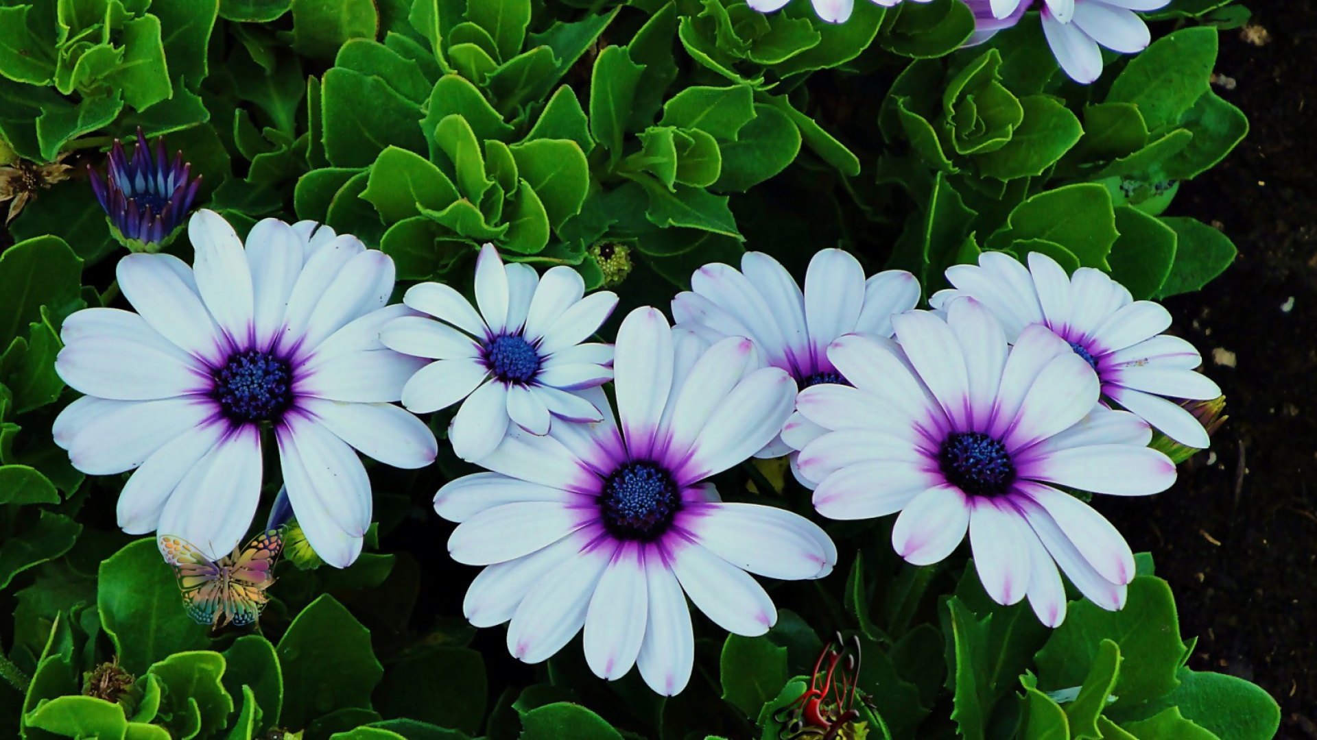 song, black piano, slow nota, summer, neville, park, HD Wallpaper