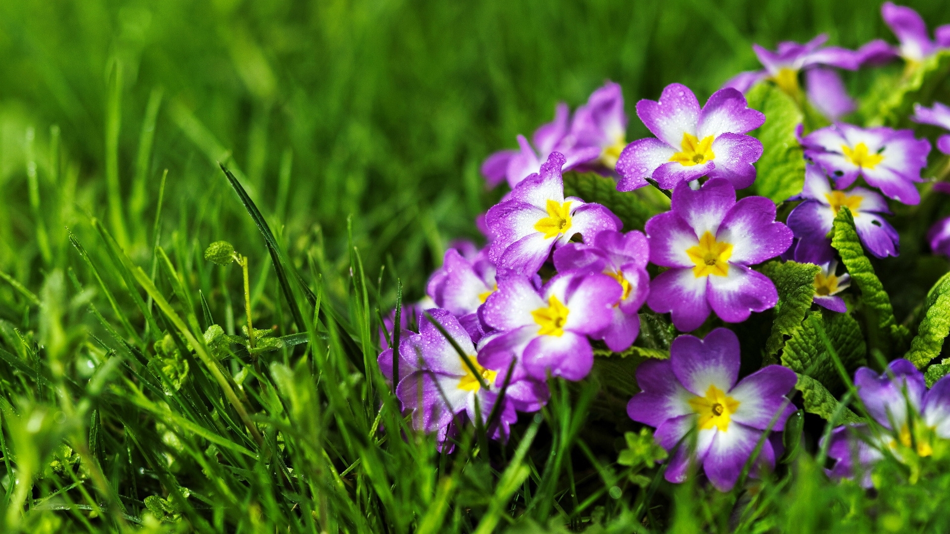 wet, grass, primrose, freshneww, primula, beautiful, HD Wallpaper