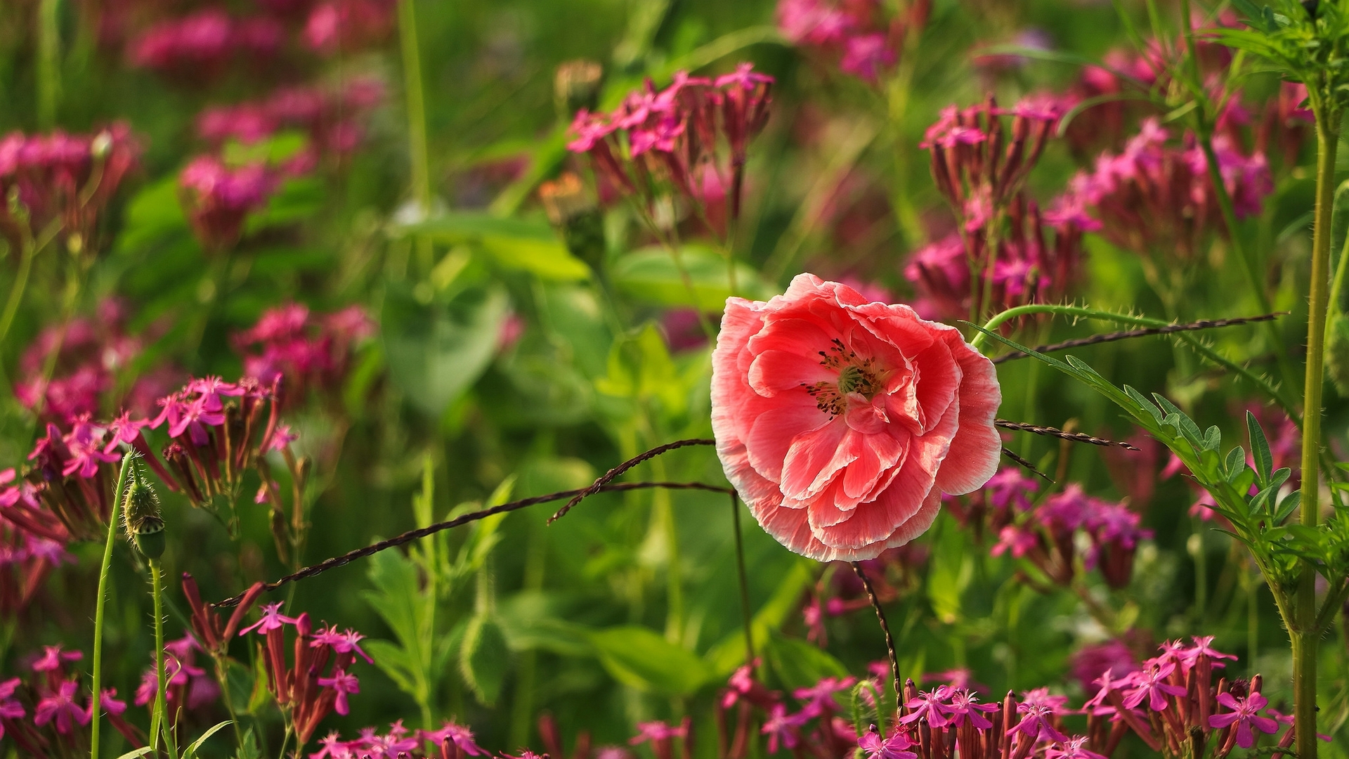 red, poppy, green, flower, pink, field, HD Wallpaper