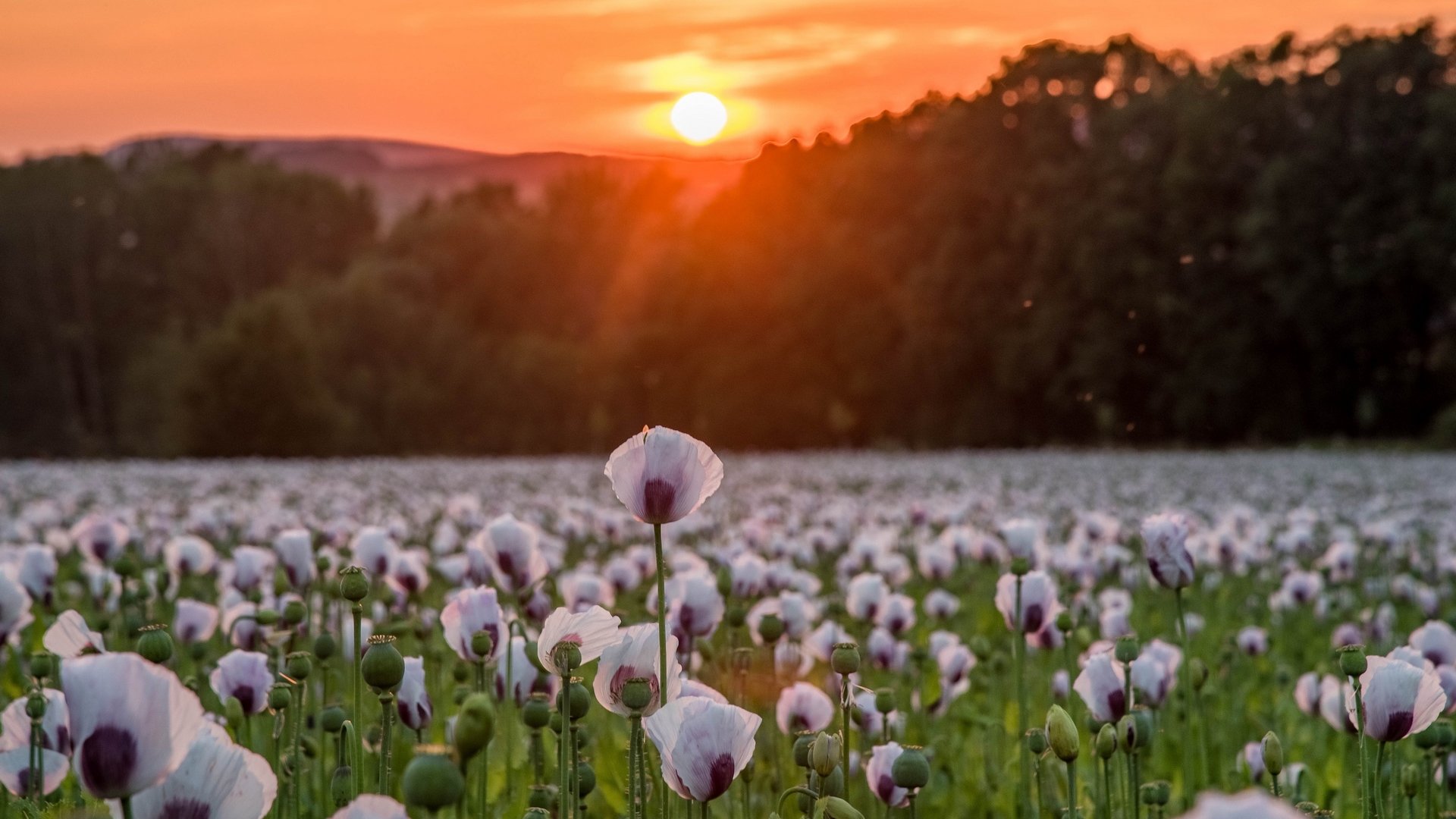 sunset, nature, sky, flower, HD Wallpaper