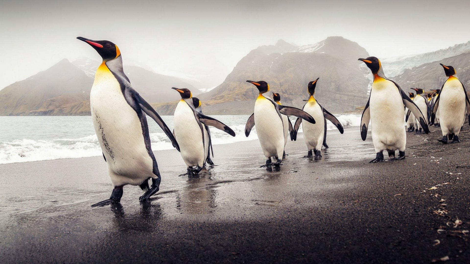 nature, penguins, animal, king, HD Wallpaper