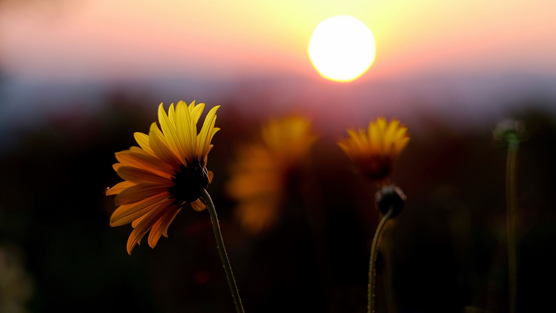 sunset, tree, nature, flower, HD Wallpaper