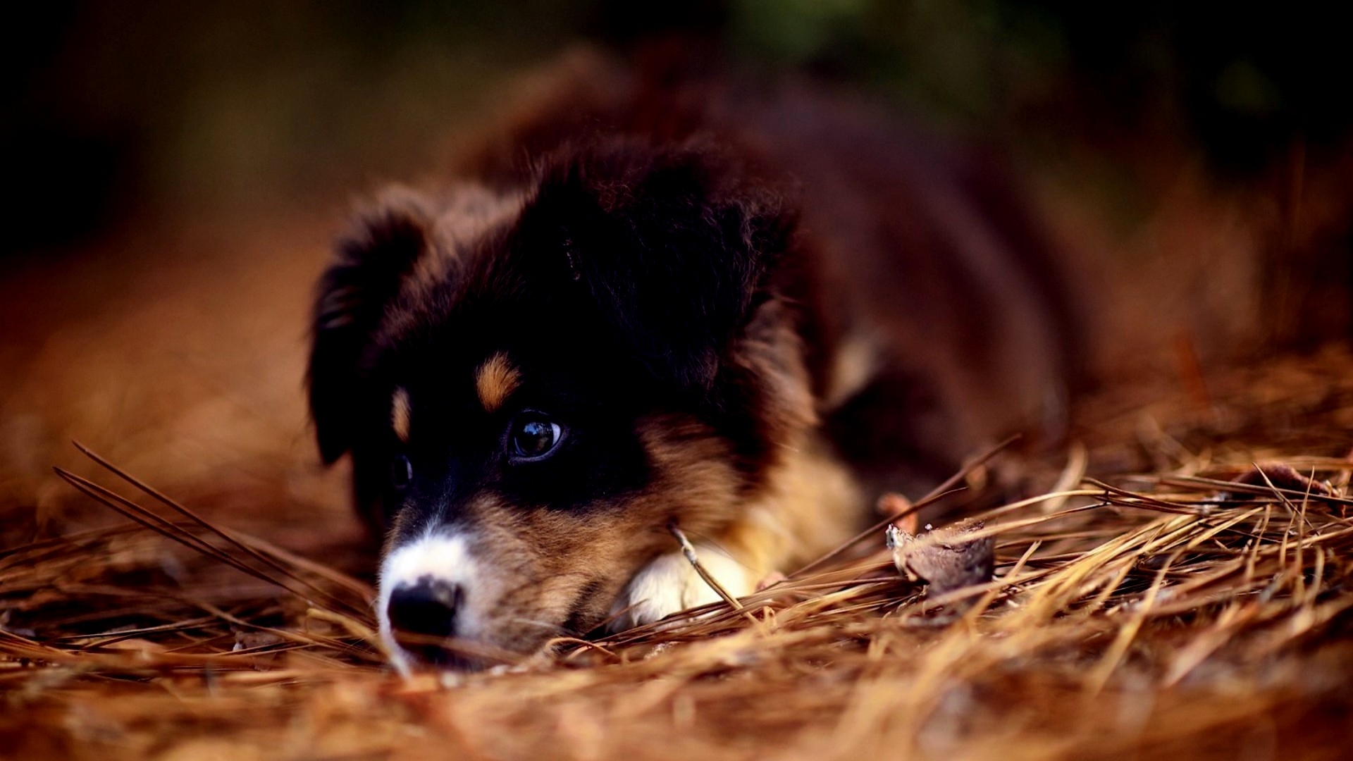 brown, australian, dog, shepherd, HD Wallpaper