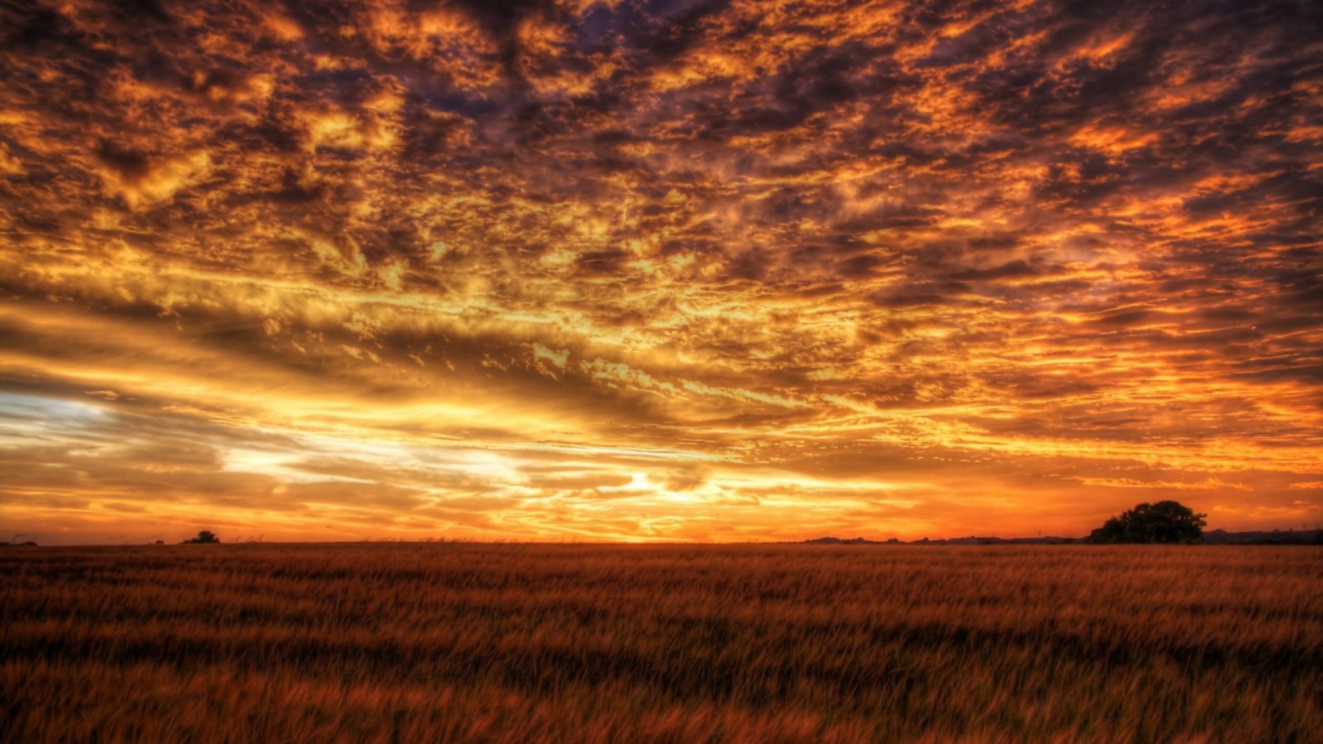 sunset, sky, clouds, field, HD Wallpaper