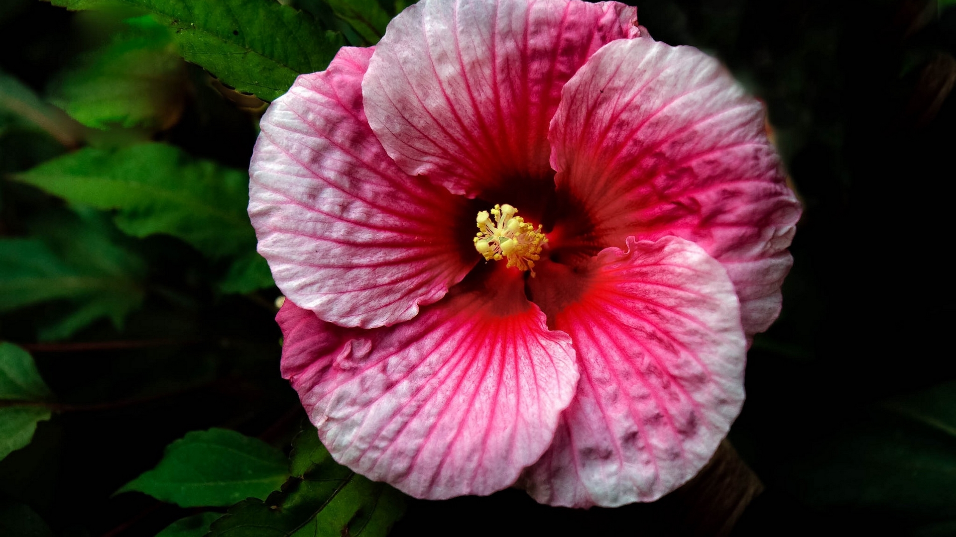 pink, hibiscus, petals, flower, HD Wallpaper