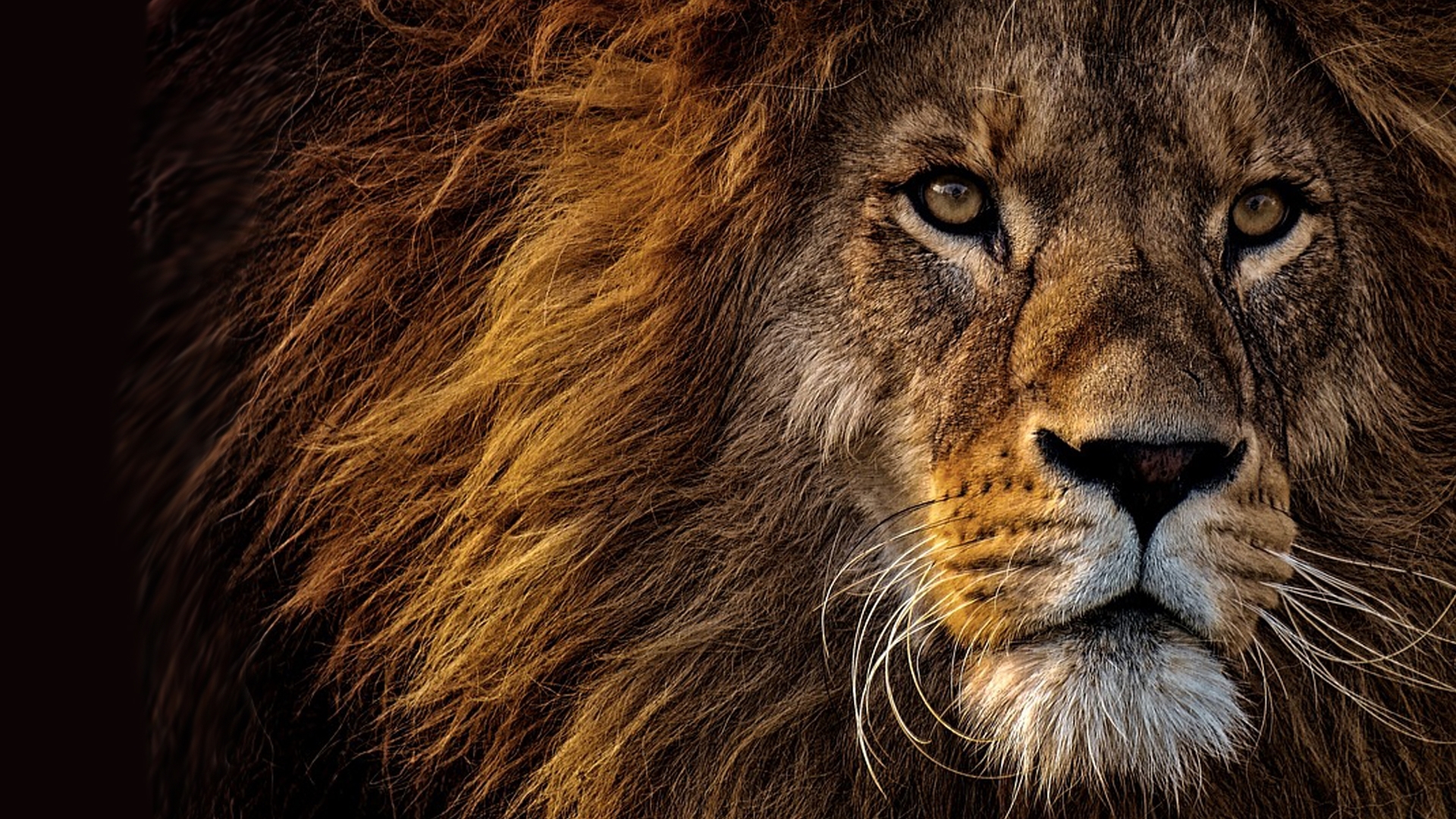 king, fireox theme, predator, male, big cat, lion, HD Wallpaper