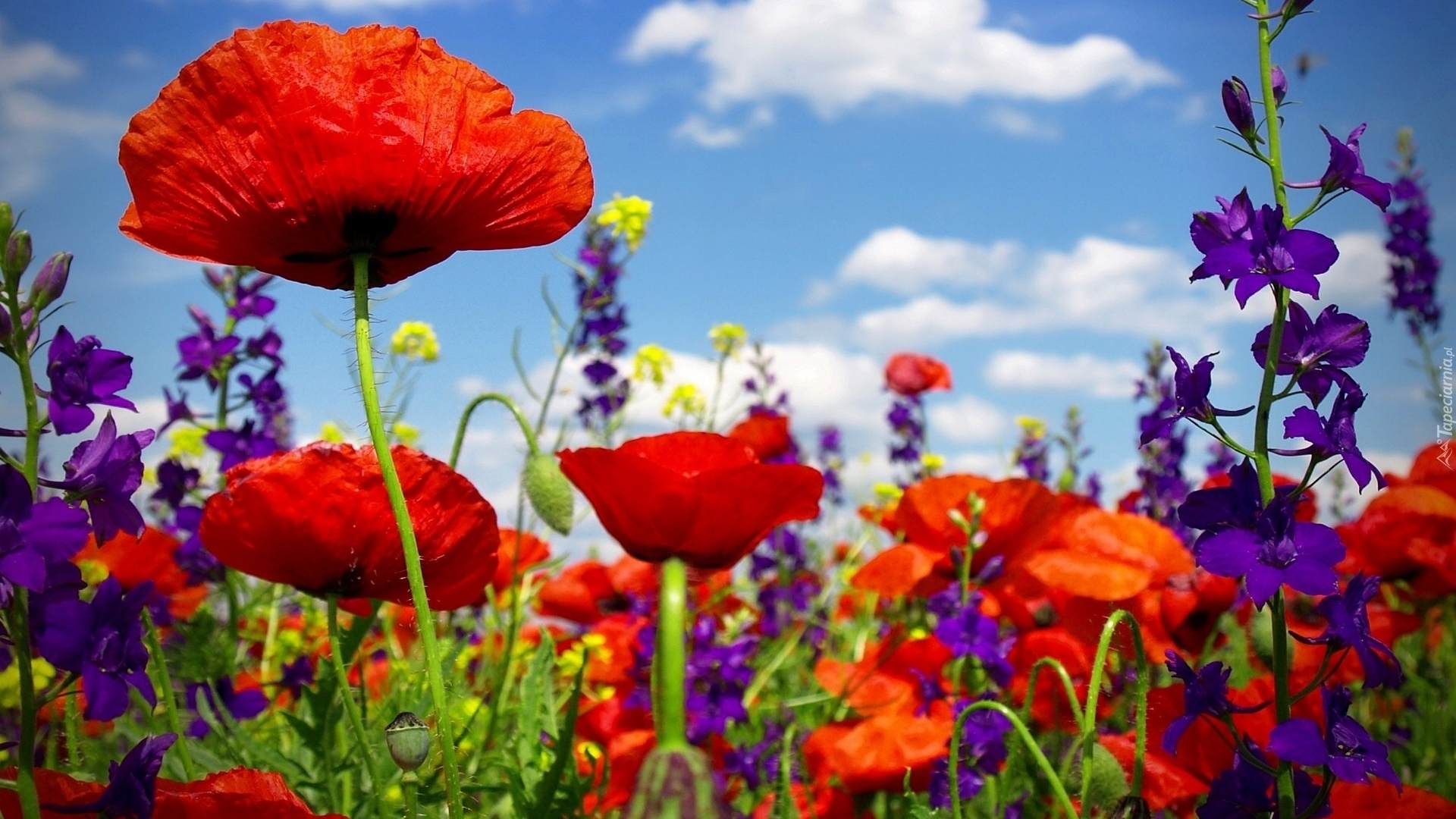 red, poppies, flowers, nature, clouds, HD Wallpaper