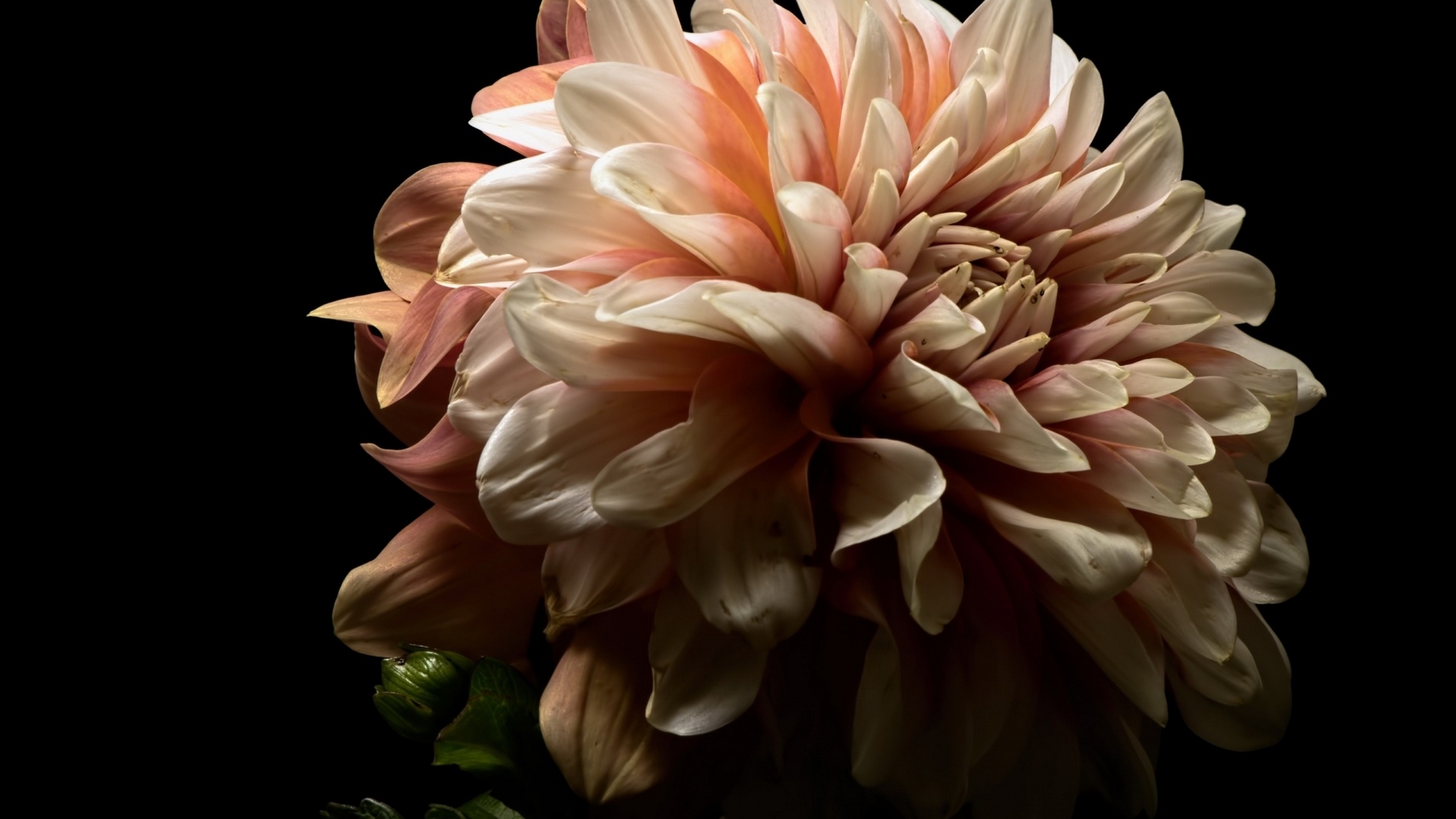 macro, closeupp, dahila, flower, HD Wallpaper