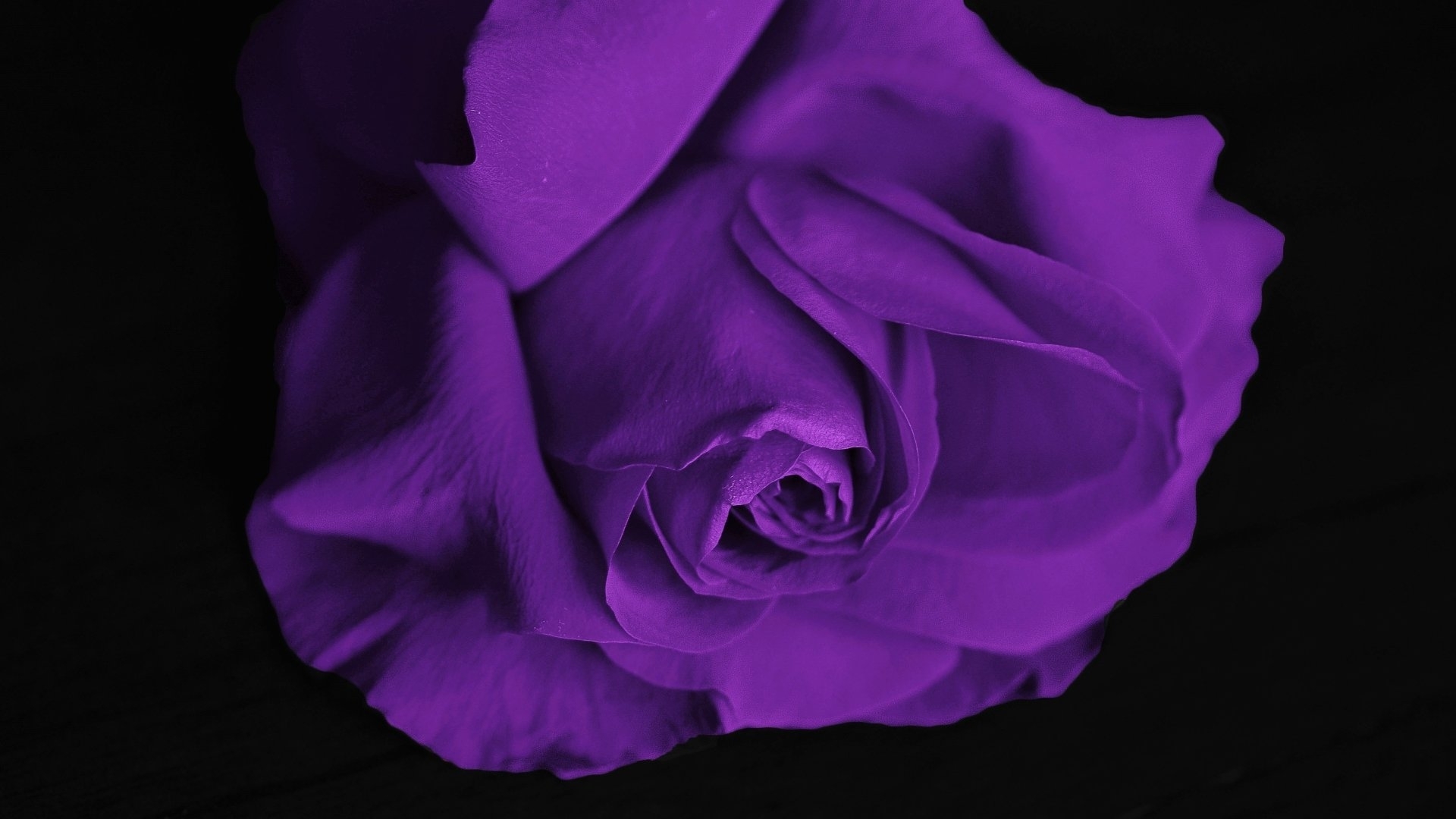 purple, roses, flowers, nature, HD Wallpaper