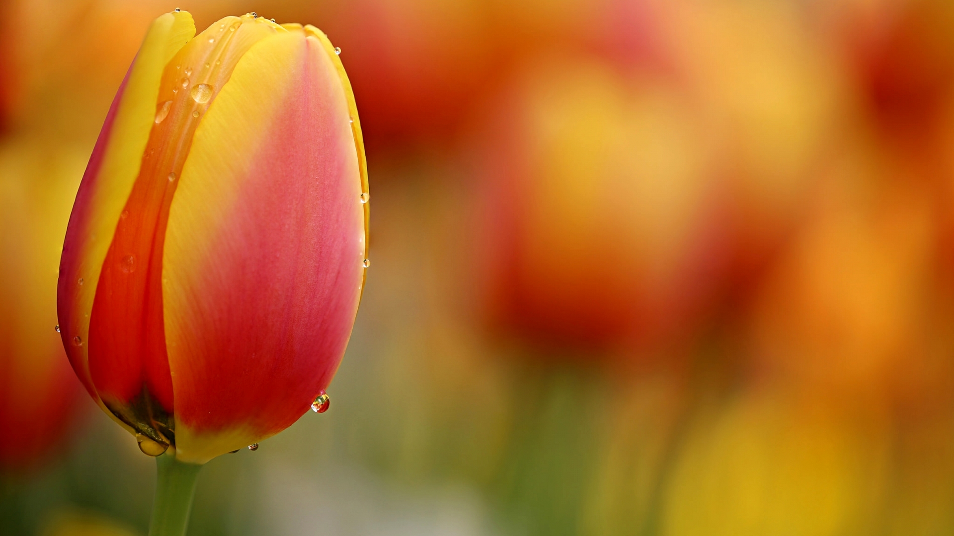 flower, amazing, nature, orange, HD Wallpaper