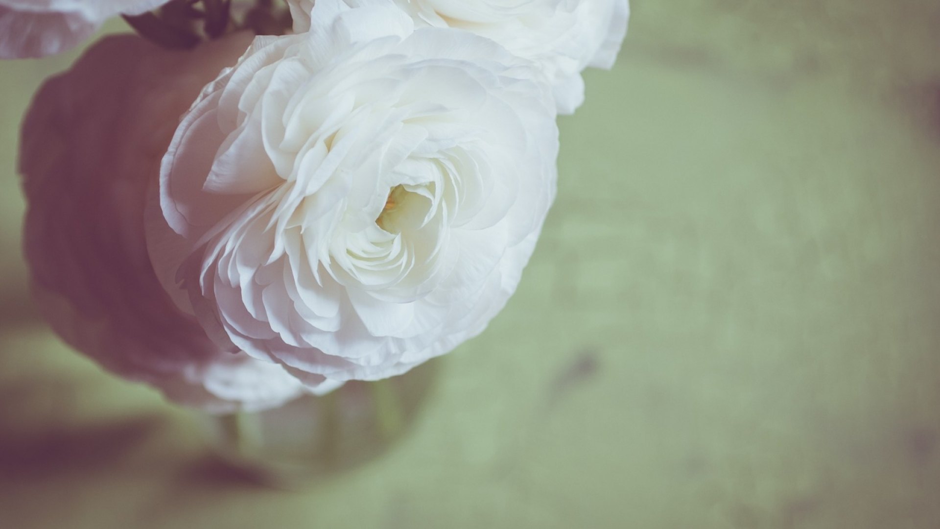 flower, nature, white, rose, HD Wallpaper