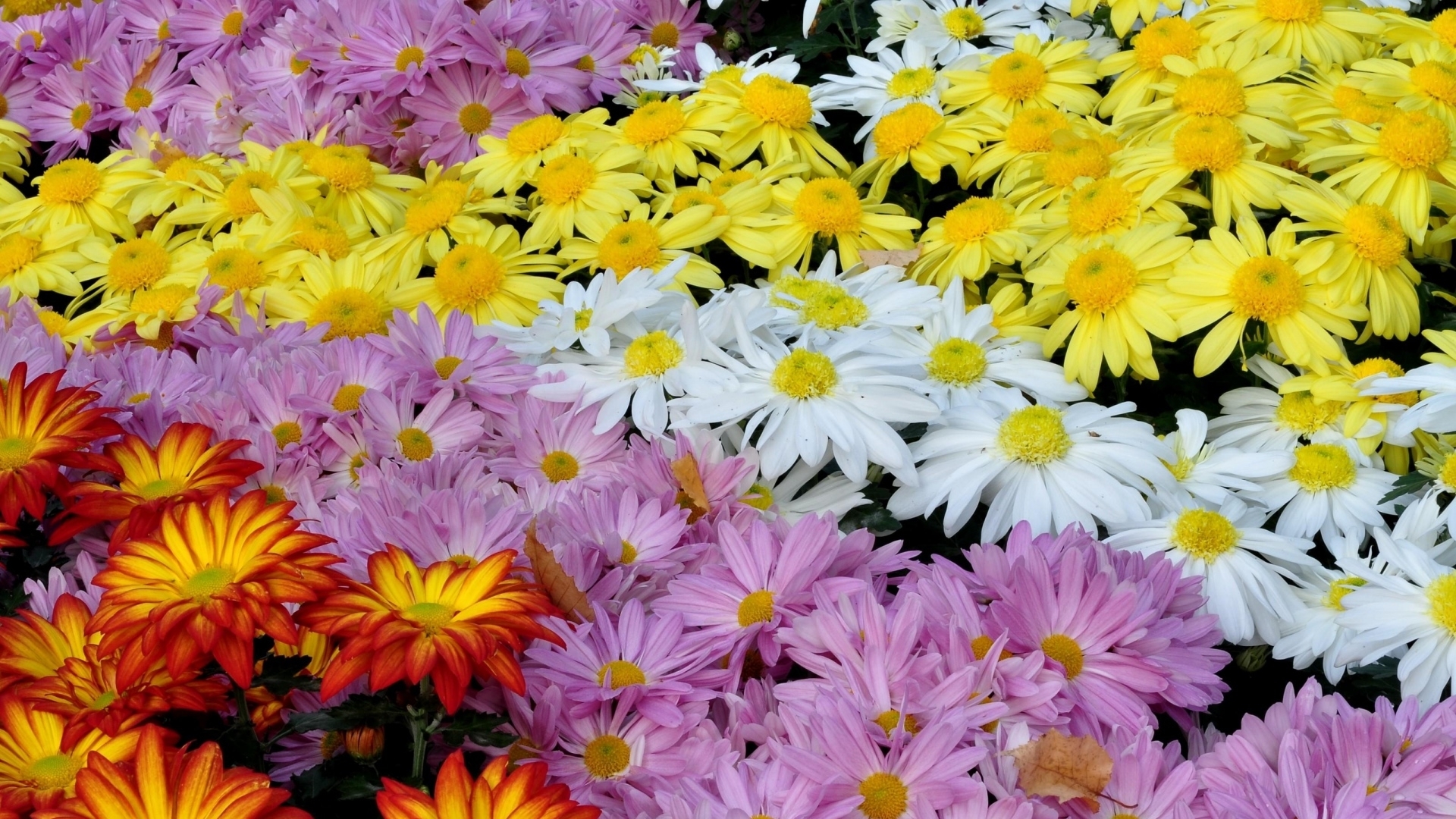 yellow, pink, chrysanthemums, blossoms, white, blooms, flowers, petals, HD Wallpaper