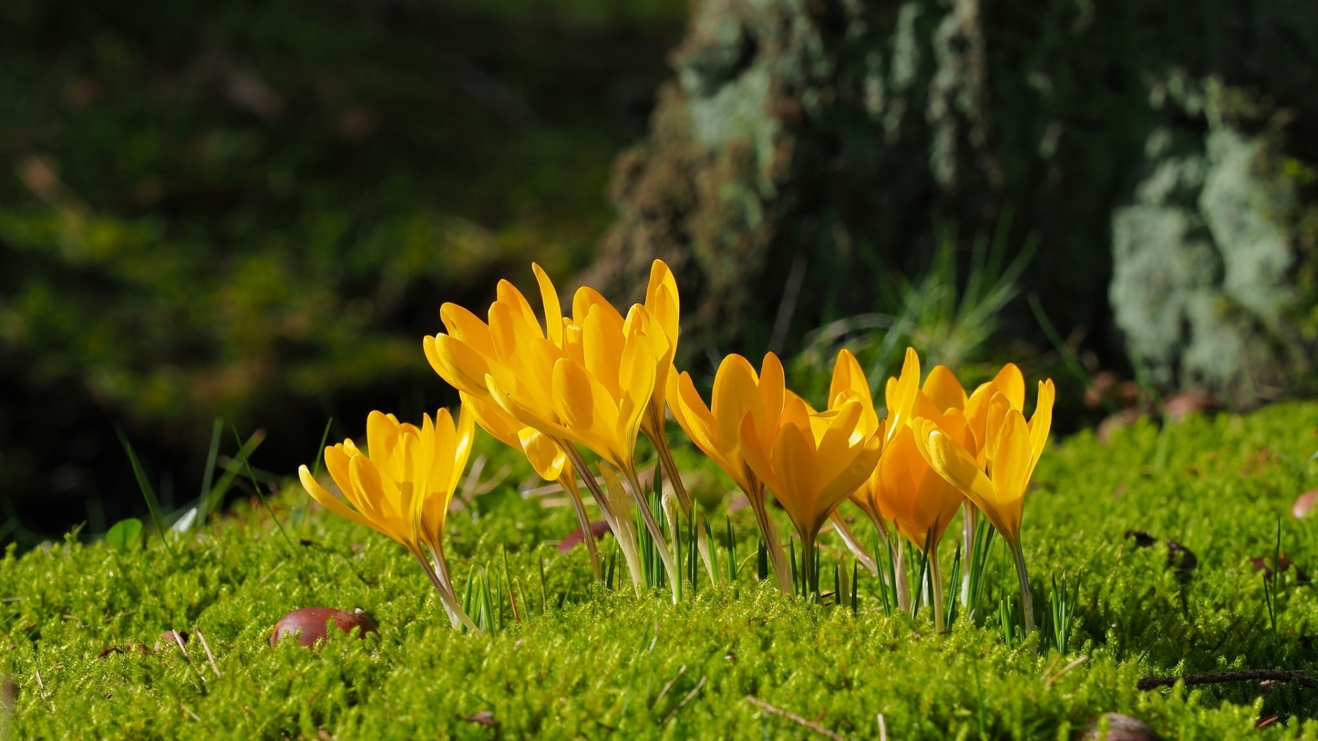 orange, crocuses, moss, flowers, nature, spring, HD Wallpaper