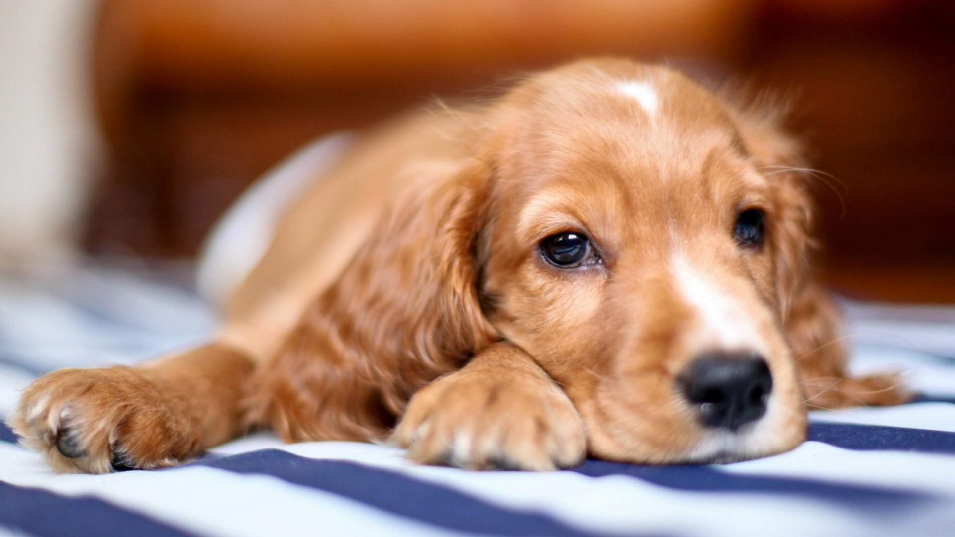 animals, dogs, animal, dog, HD Wallpaper