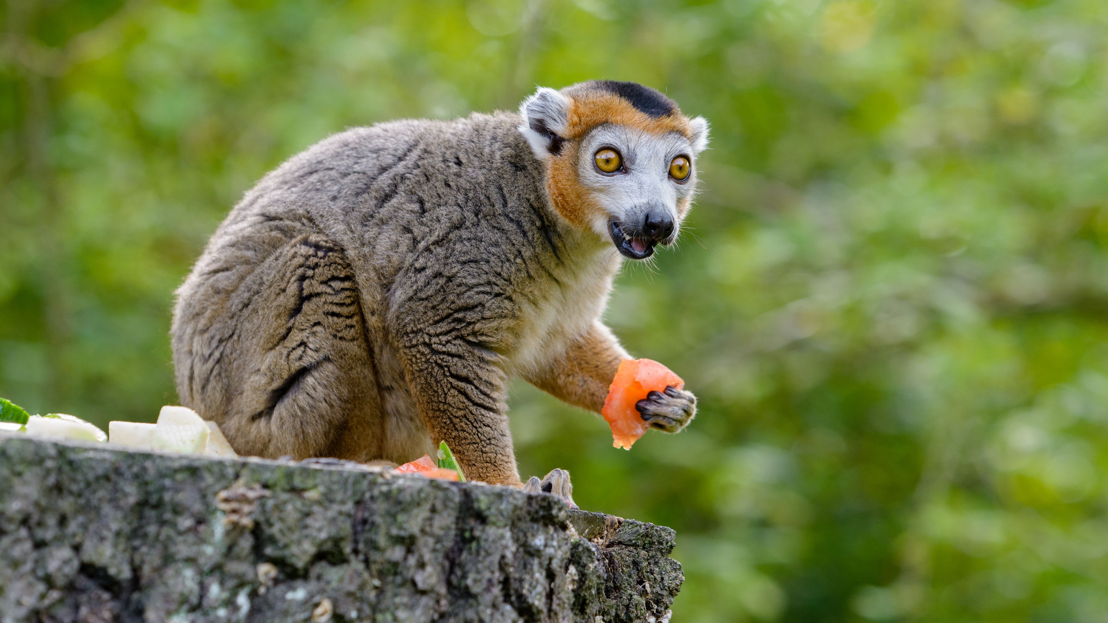 lemur, eat, emotions, wonderment, 4k, HD Wallpaper