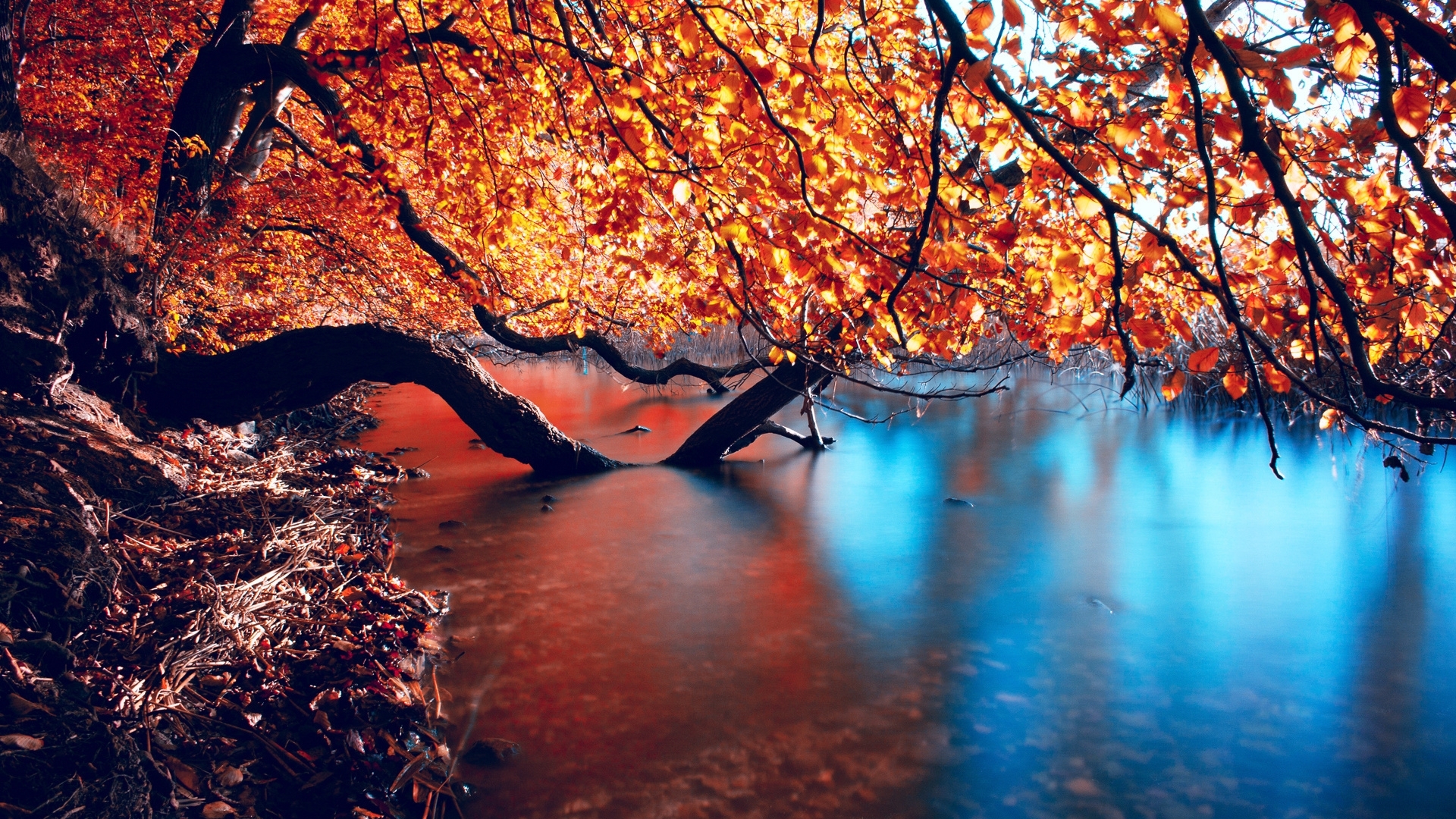 water, autumn, river, nature, reflection, trees, HD Wallpaper