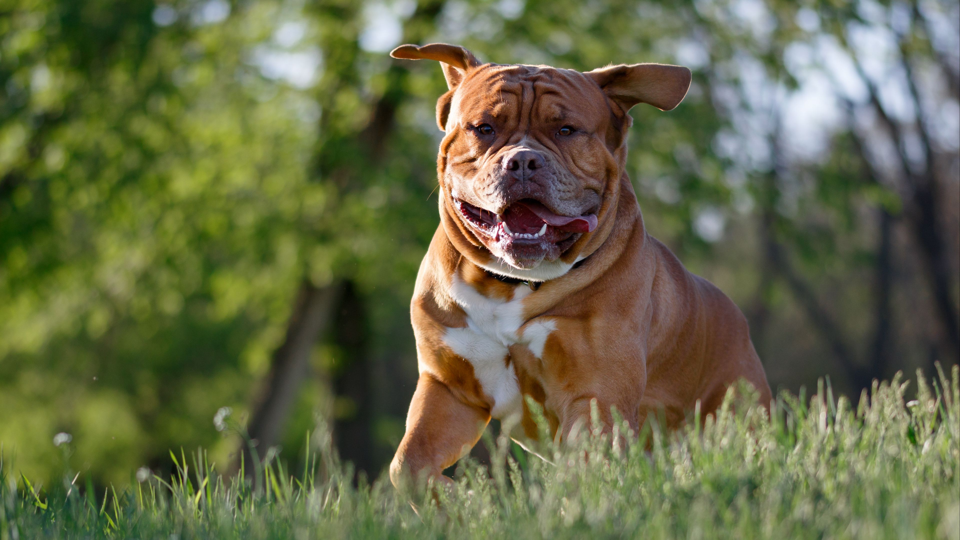bulldog, dog, protruding tongue, 4k, HD Wallpaper