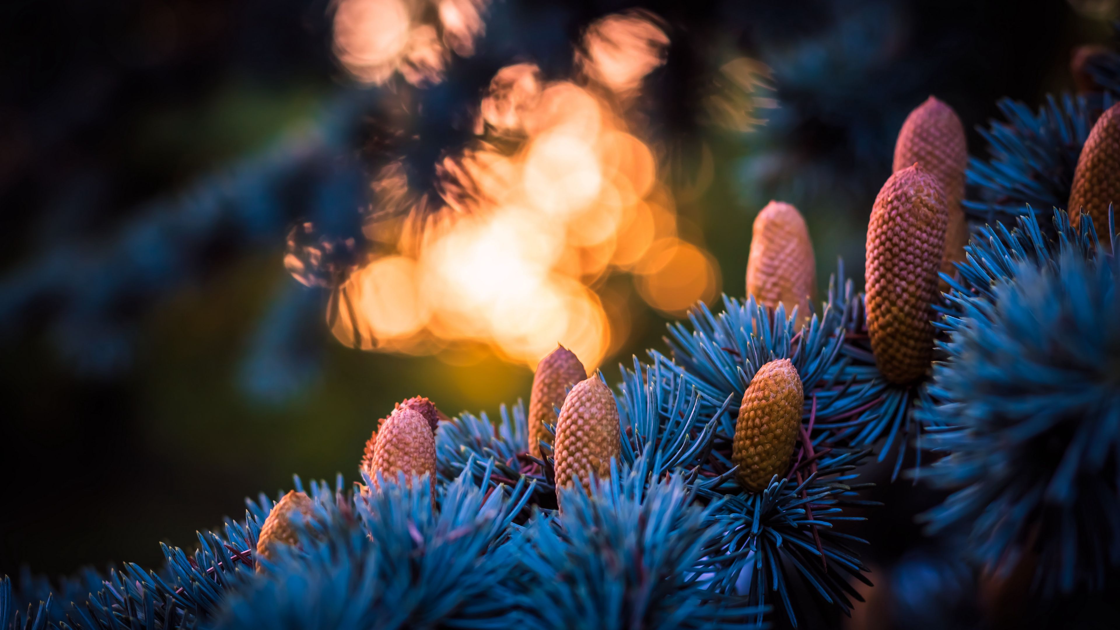 cones, spruce, glare, bokeh, 4k, HD Wallpaper