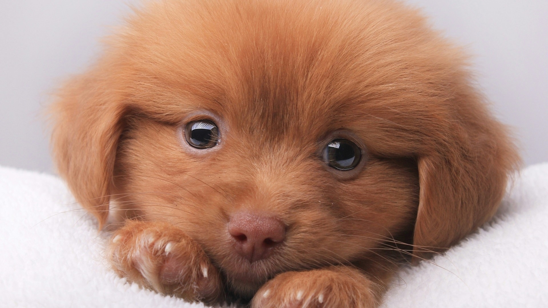 puppy, dog, animal, red, look, eyes, HD Wallpaper