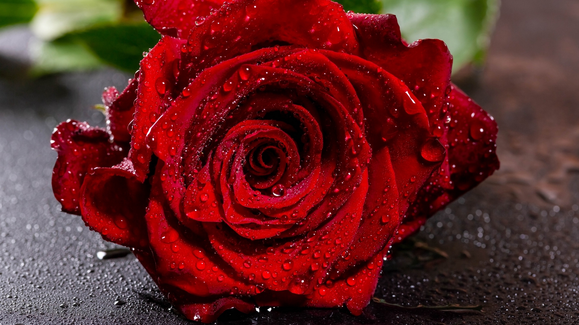 rose, red, nature, flower, HD Wallpaper