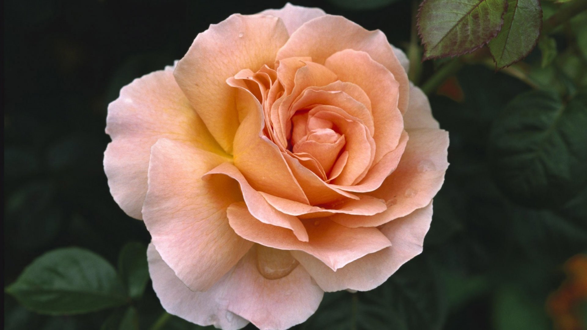 flower, beauty, petals, rose, HD Wallpaper