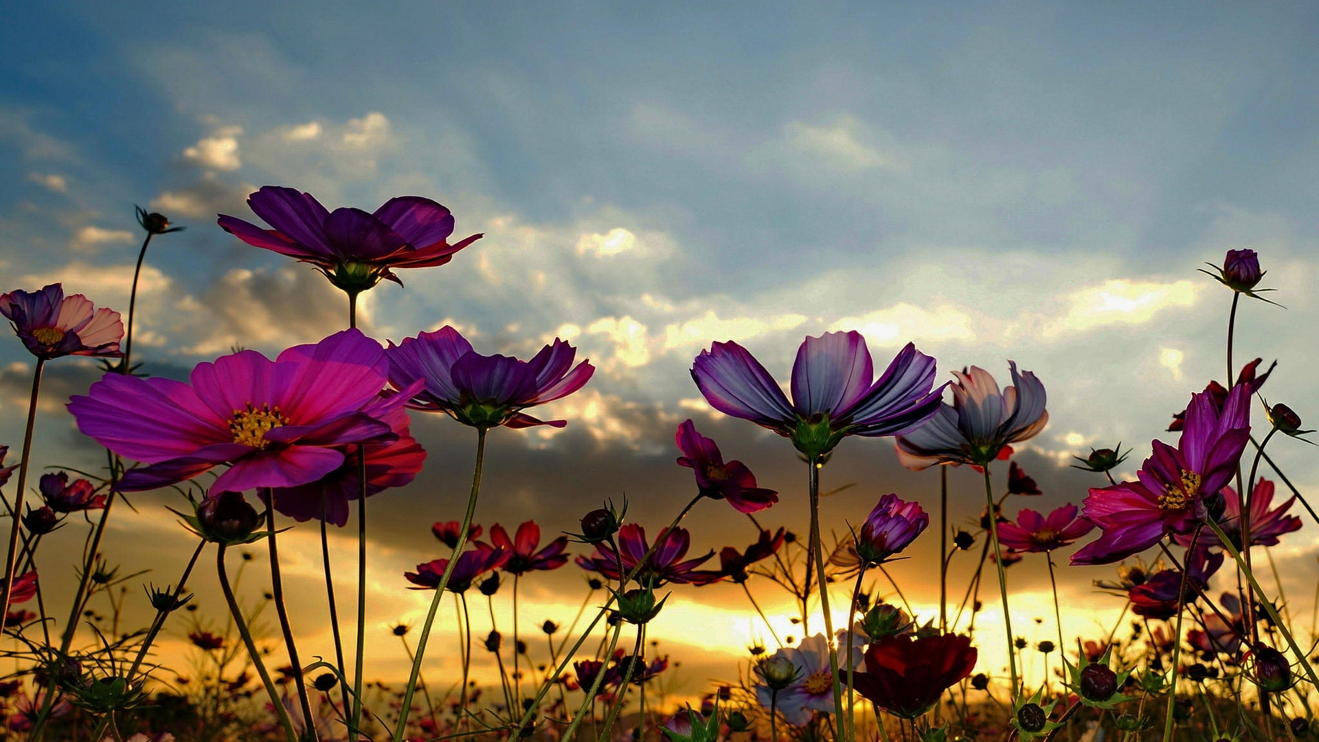 sunbeams, flowers, sky, clouds, HD Wallpaper