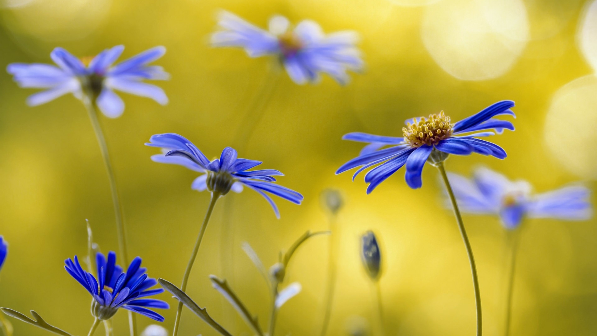 flower, nature, wild, blue, HD Wallpaper